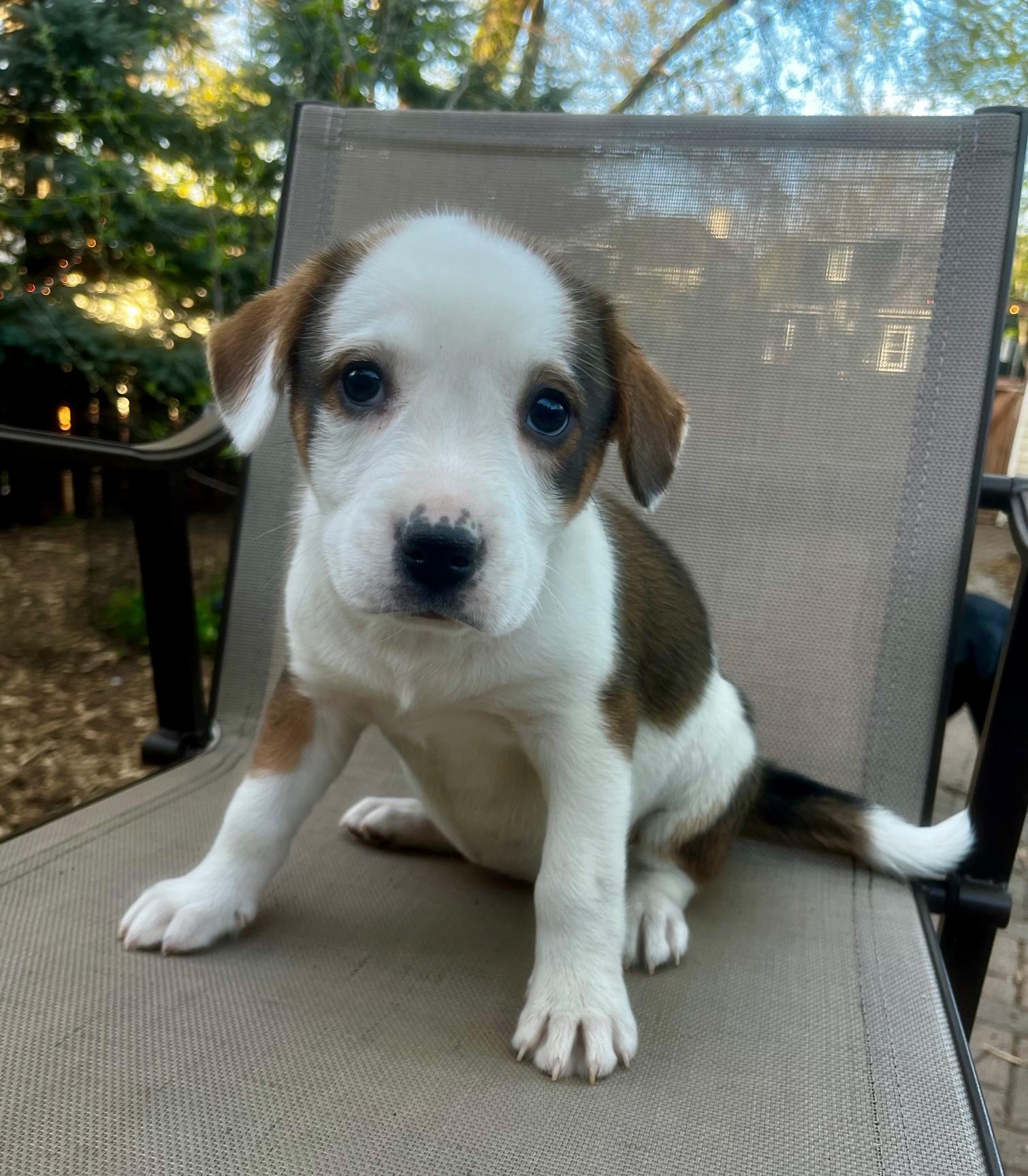 Enlarge Marnie, an adopted mixed breed in Minneapolis, MN image 4/5