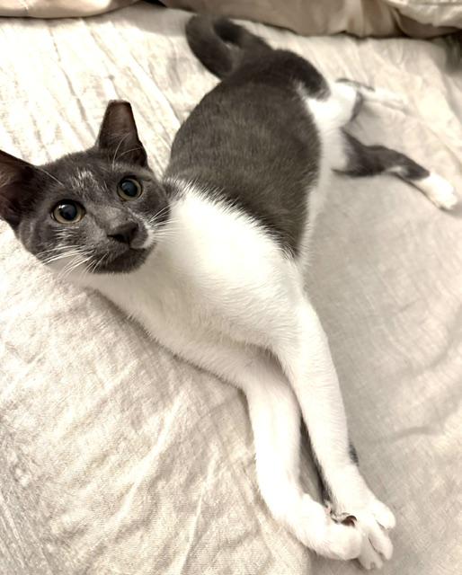 Enlarge Gus, a Adoptable Domestic Short Hair in Englewood, NJ image 1/6