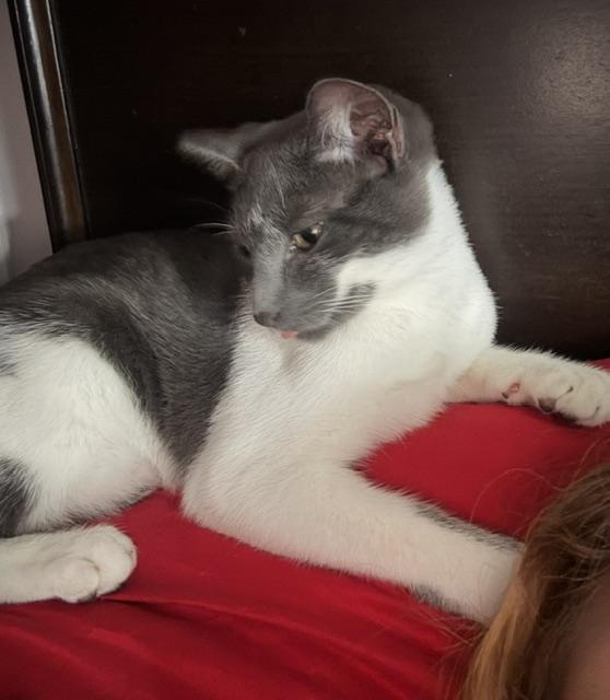 Enlarge Gus, a Adoptable Domestic Short Hair in Englewood, NJ image 6/6
