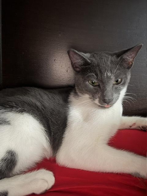 Enlarge Gus, a Adoptable Domestic Short Hair in Englewood, NJ image 4/6