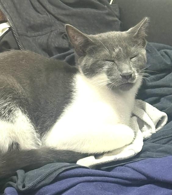 Enlarge Gus, a Adoptable Domestic Short Hair in Englewood, NJ image 3/6