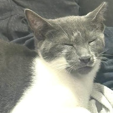 Enlarge Gus, a Adoptable Domestic Short Hair in Englewood, NJ image 2/6