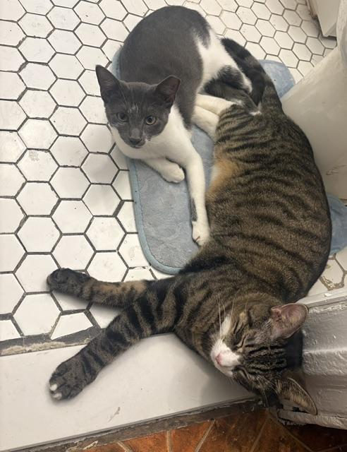 Enlarge Gus, a Adoptable Domestic Short Hair in Englewood, NJ image 5/6