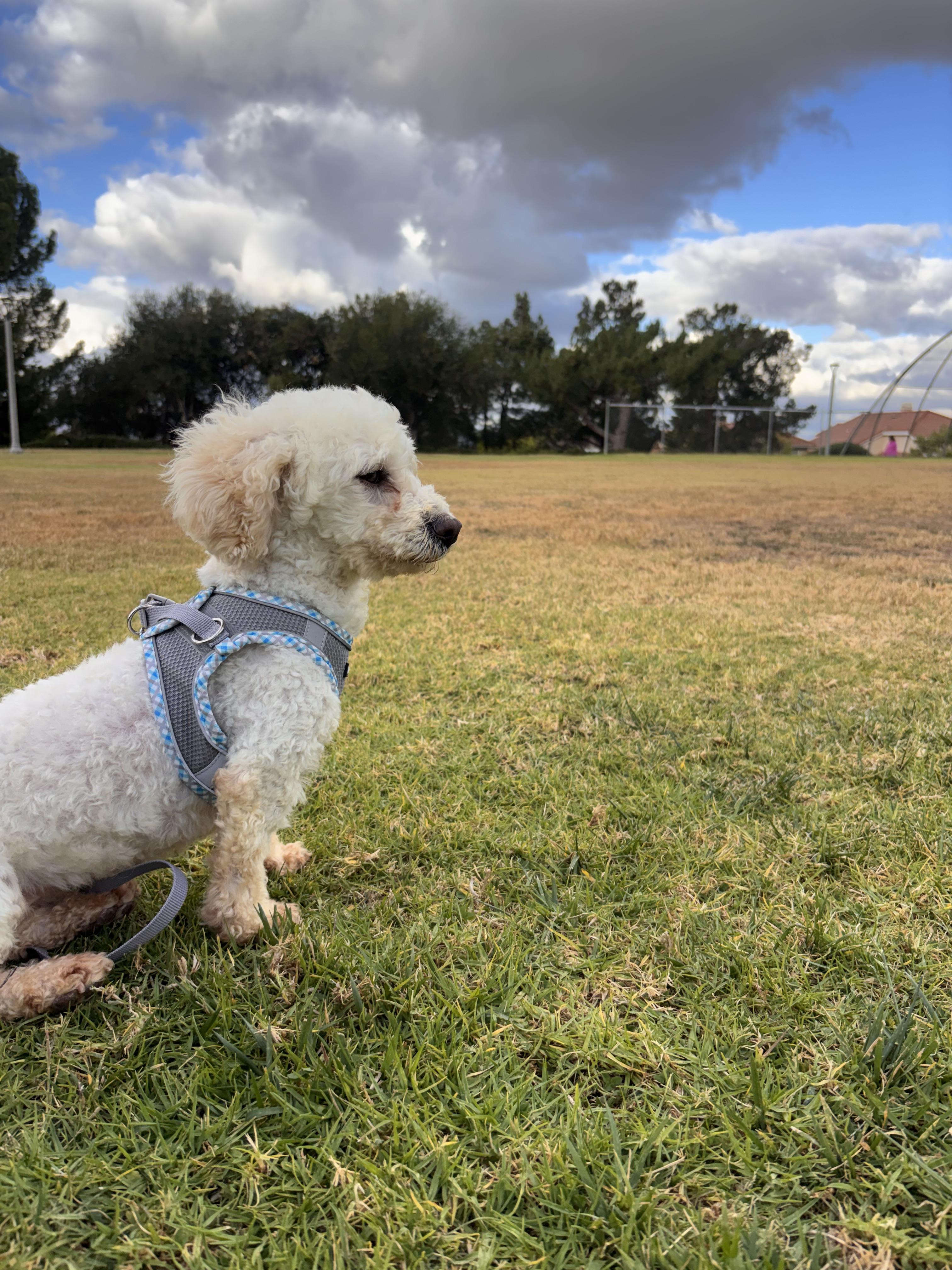 Enlarge Dulce , an adopted Maltipoo in Corona, CA image 4/5