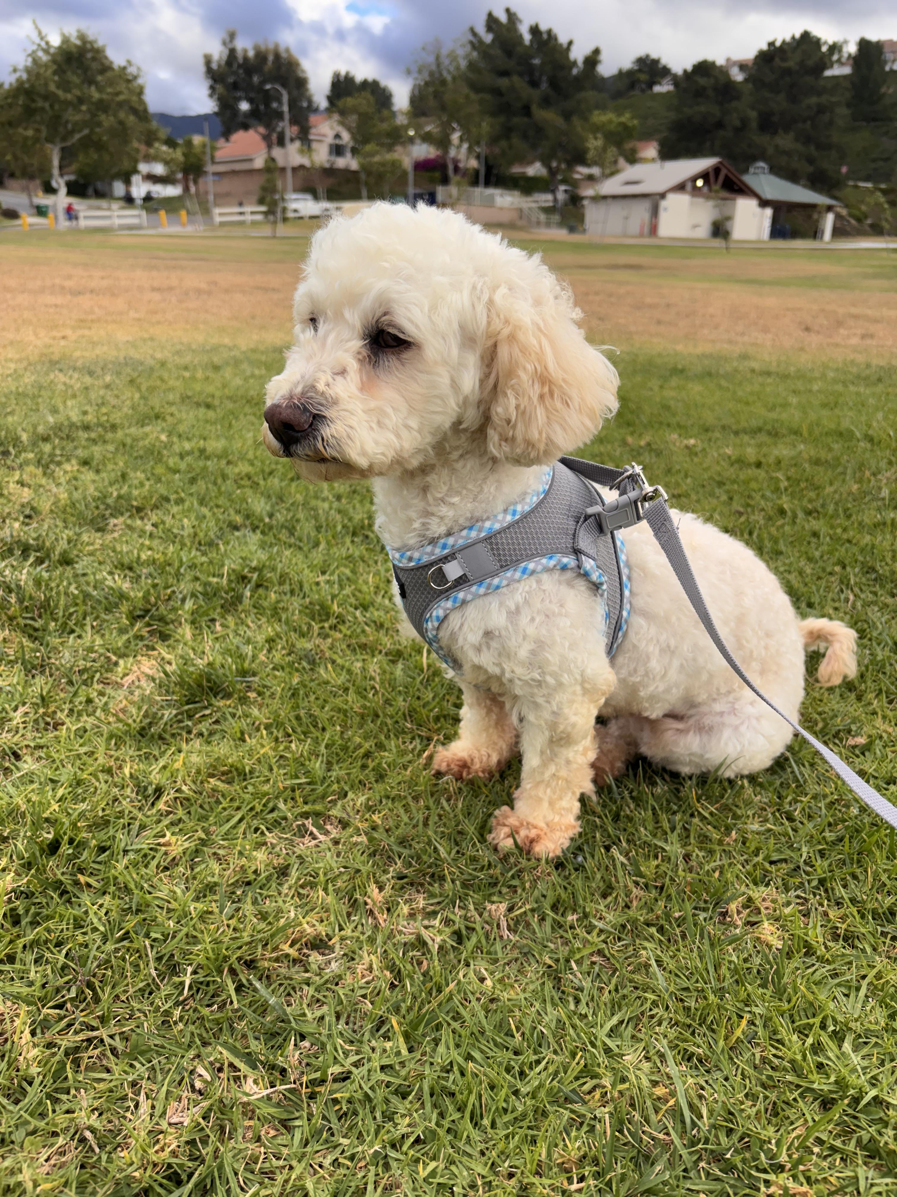 Enlarge Dulce , an adopted Maltipoo in Corona, CA image 3/5