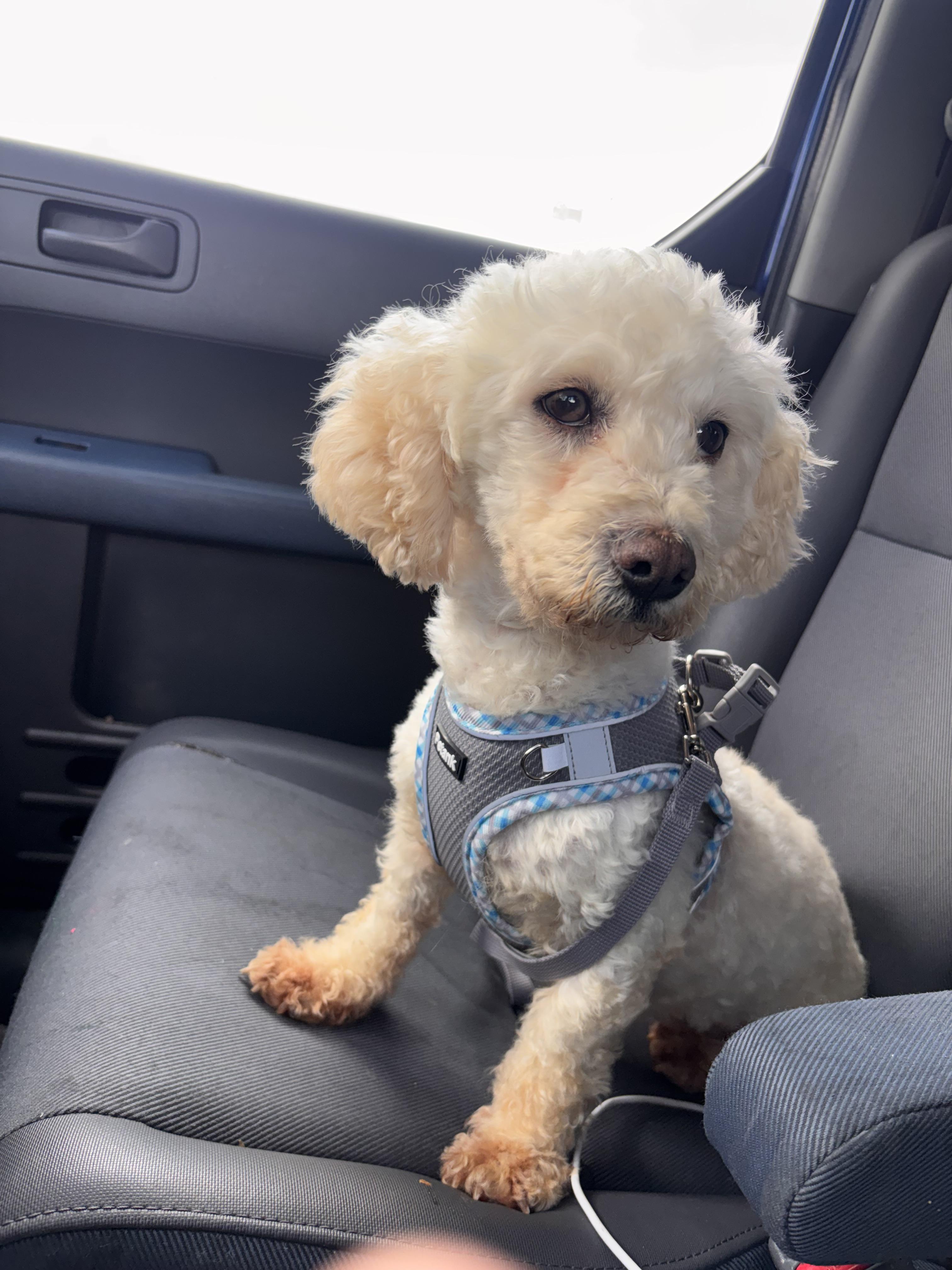 Dulce , adopted, Young Female Maltipoo.