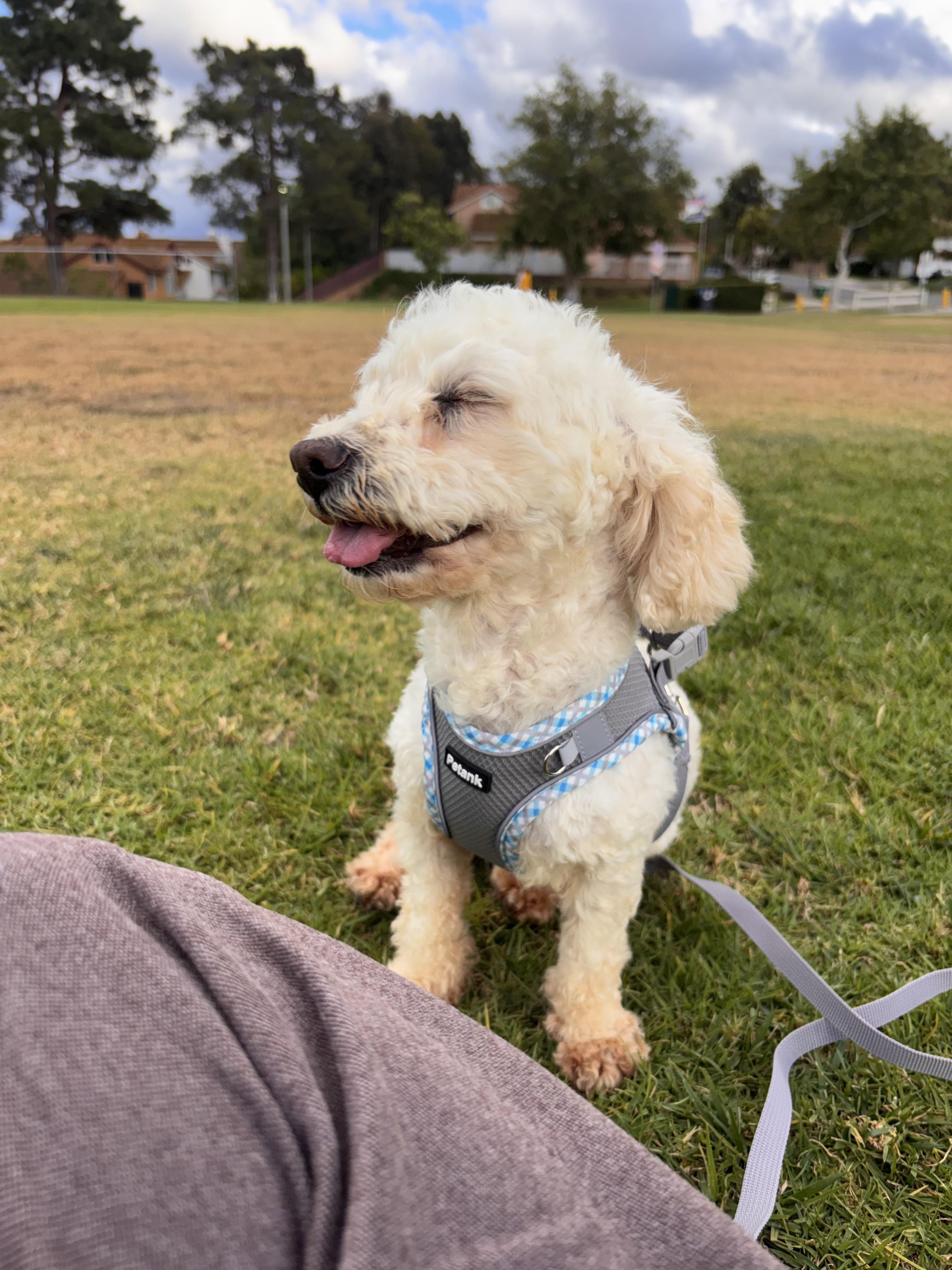 Enlarge Dulce , an adopted Maltipoo in Corona, CA image 5/5