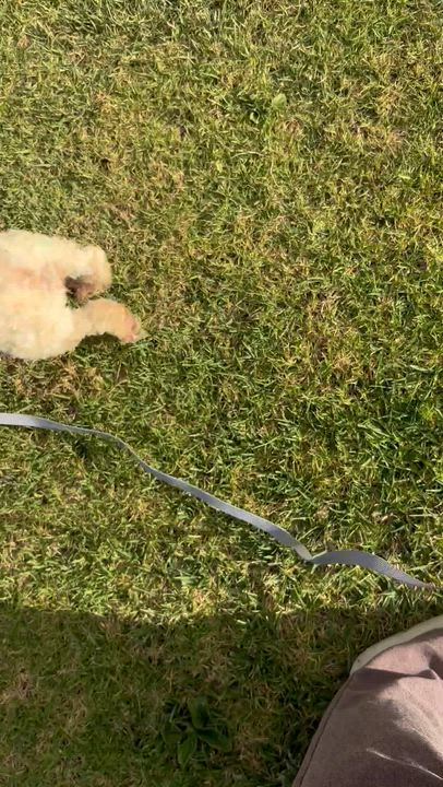 Enlarge Dulce , an adopted Maltipoo in Corona, CA video 2/5