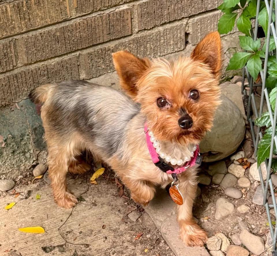 Maggie, Adopted, Adult Female Yorkshire Terrier.