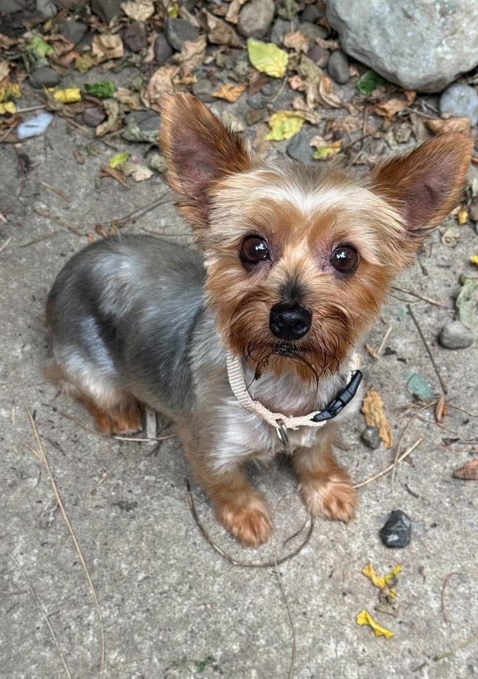 Enlarge Maggie, a Adopted Yorkshire Terrier in Buffalo, NY image 2/2