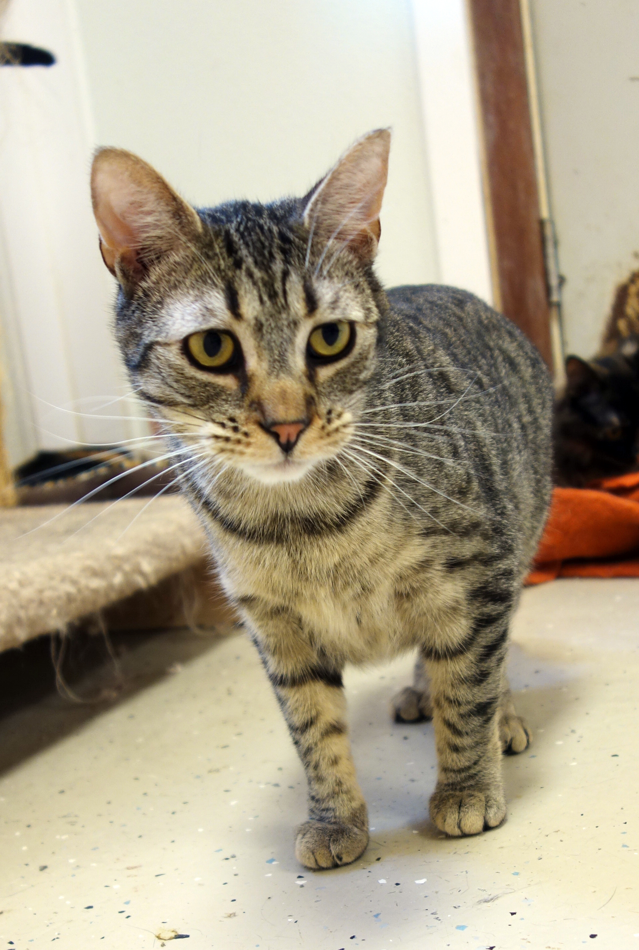 Enlarge Vixen, a Adoptable Domestic Short Hair in Gouldsboro, PA image 1/6