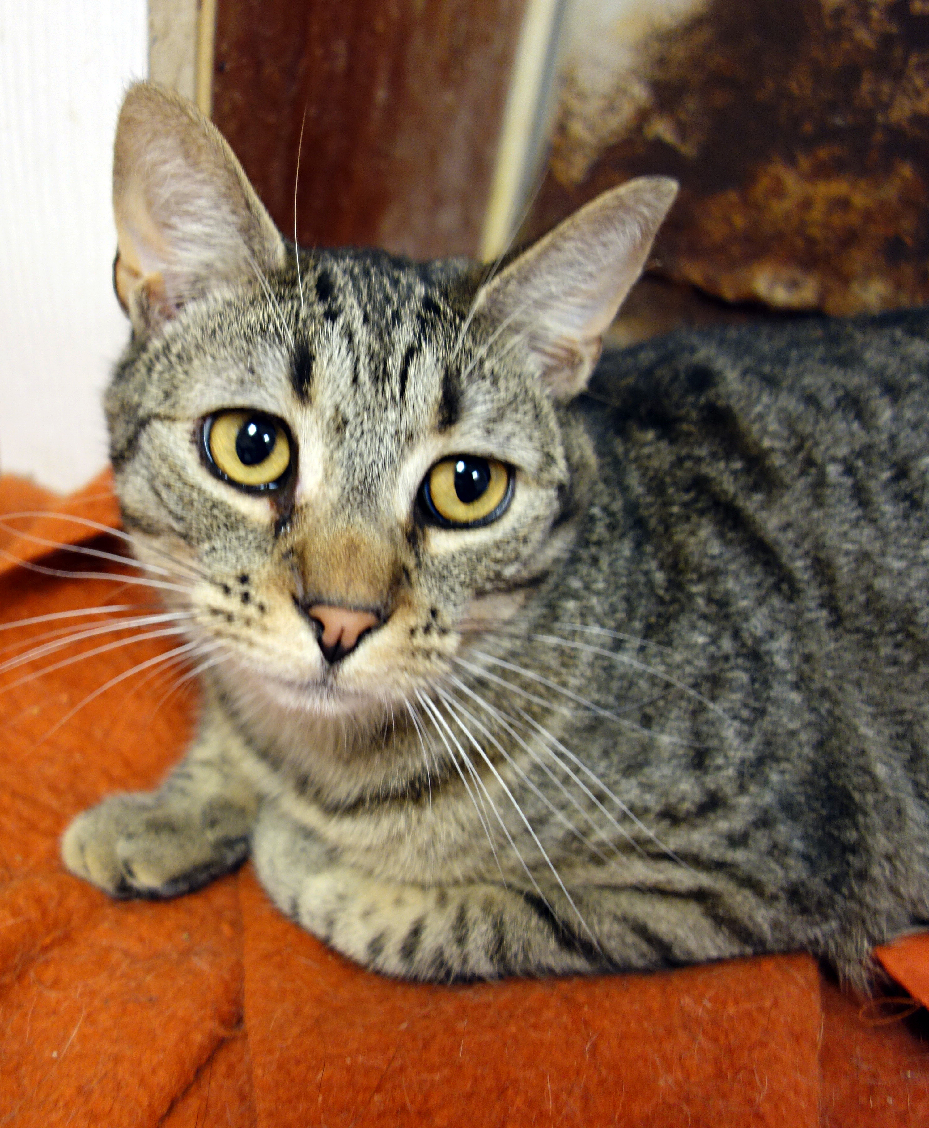 Enlarge Vixen, a Adoptable Domestic Short Hair in Gouldsboro, PA image 2/6
