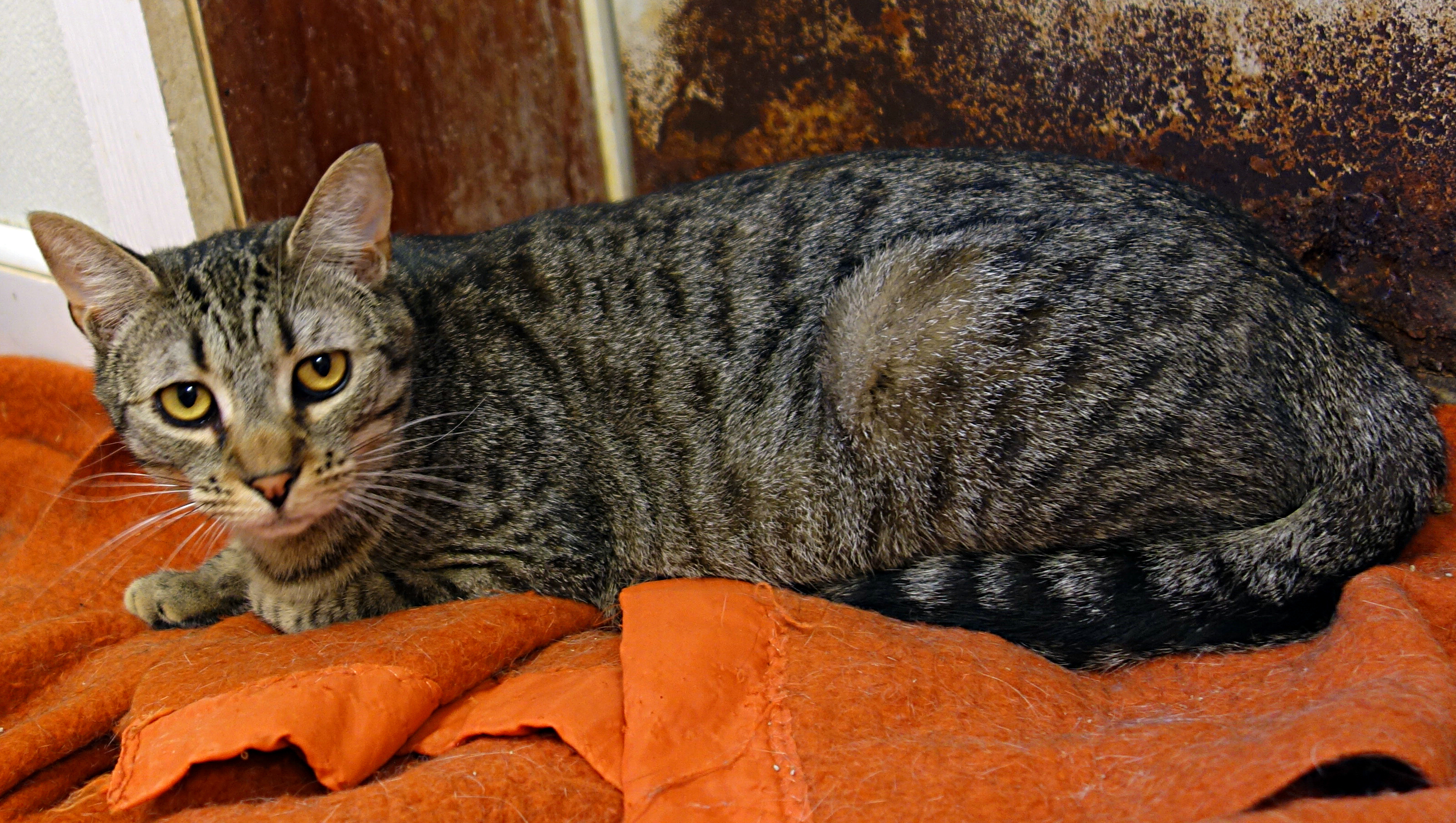 Enlarge Vixen, a Adoptable Domestic Short Hair in Gouldsboro, PA image 3/6