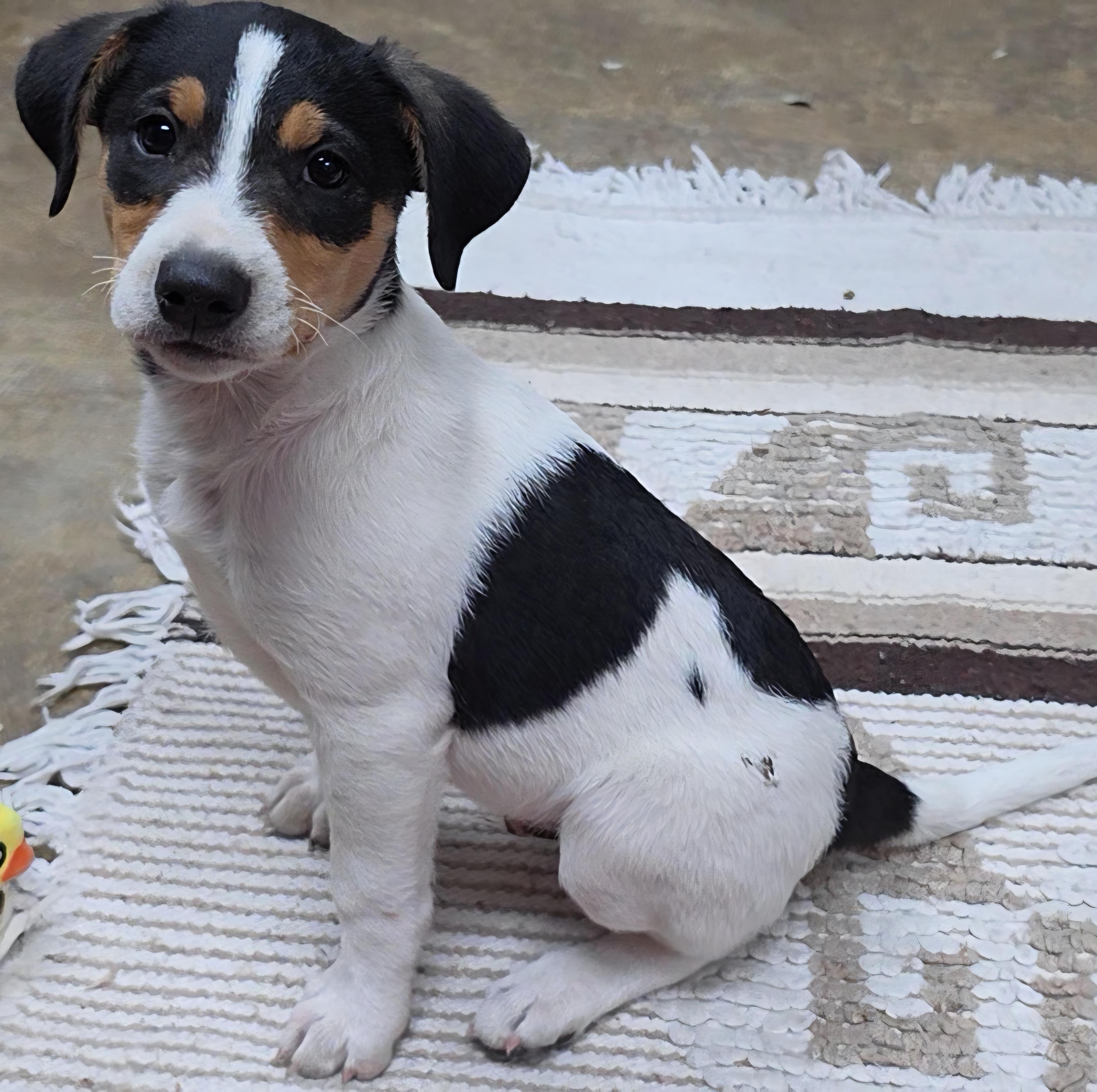 Raucus, an adopted Rat Terrier in LaGrange, IN image 2/5