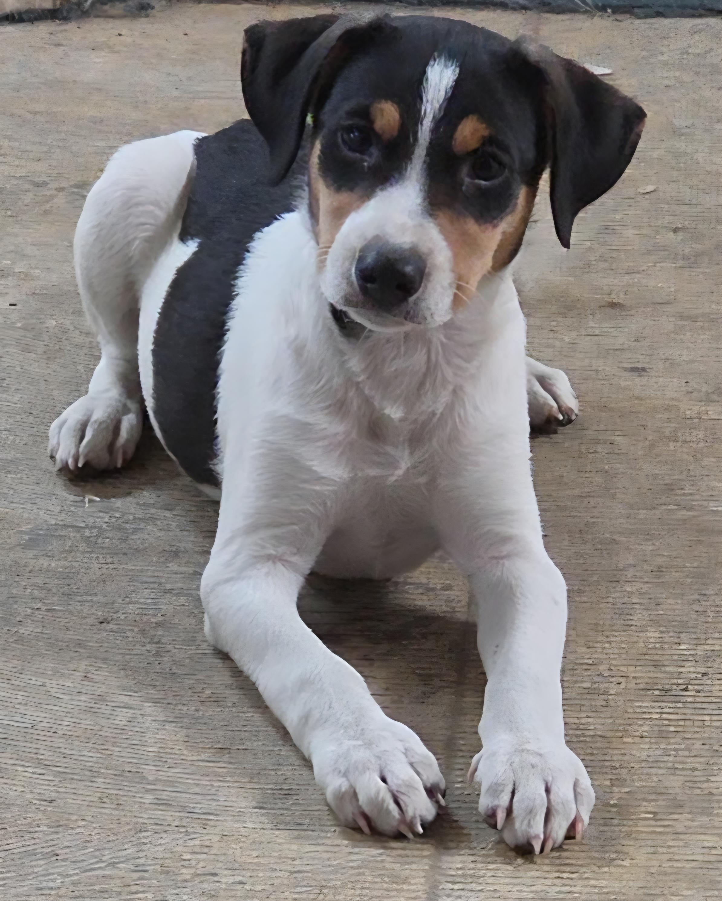 Raucus, an adopted Rat Terrier in LaGrange, IN image 5/5
