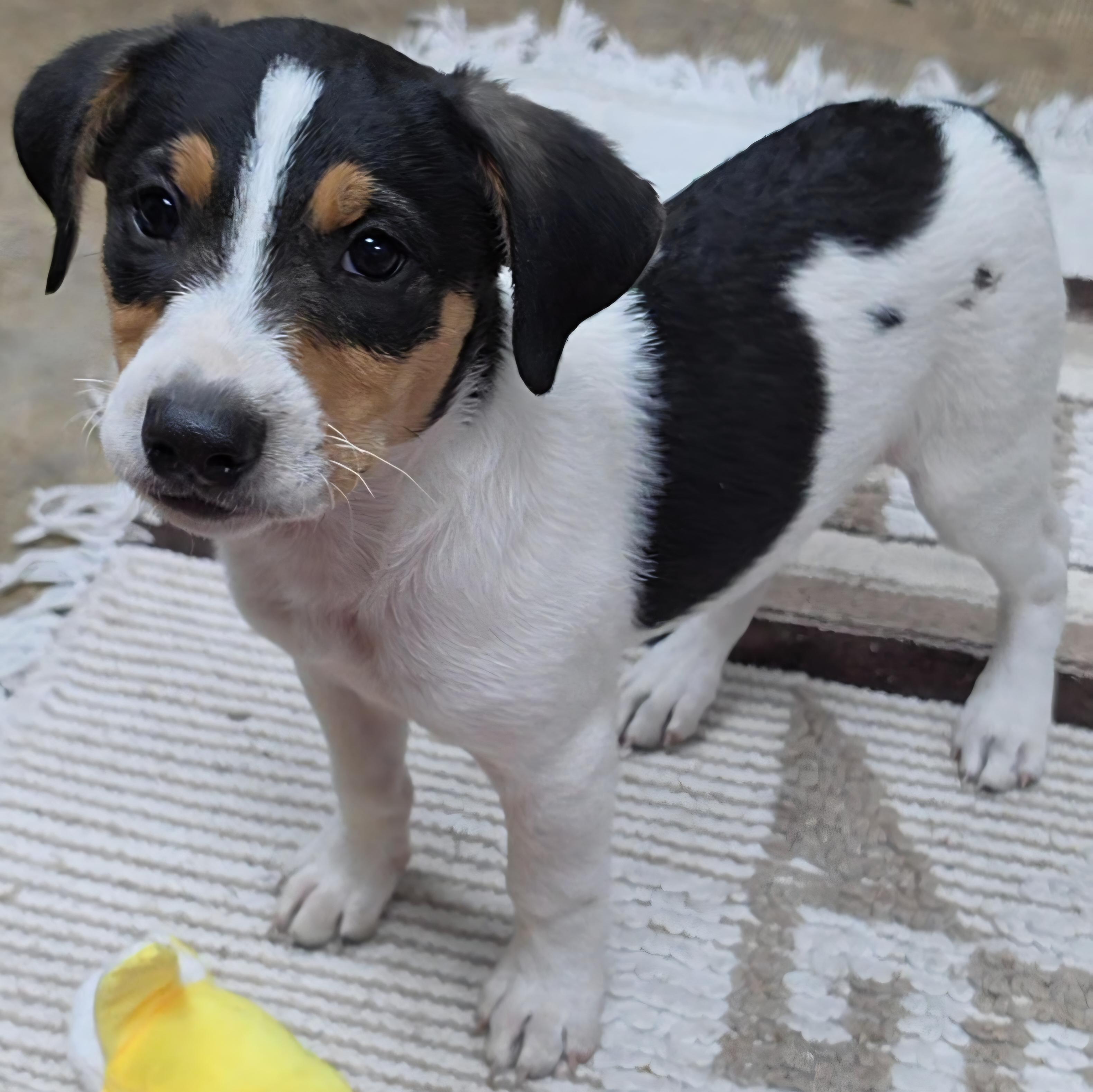 Raucus, an adopted Rat Terrier in LaGrange, IN image 3/5