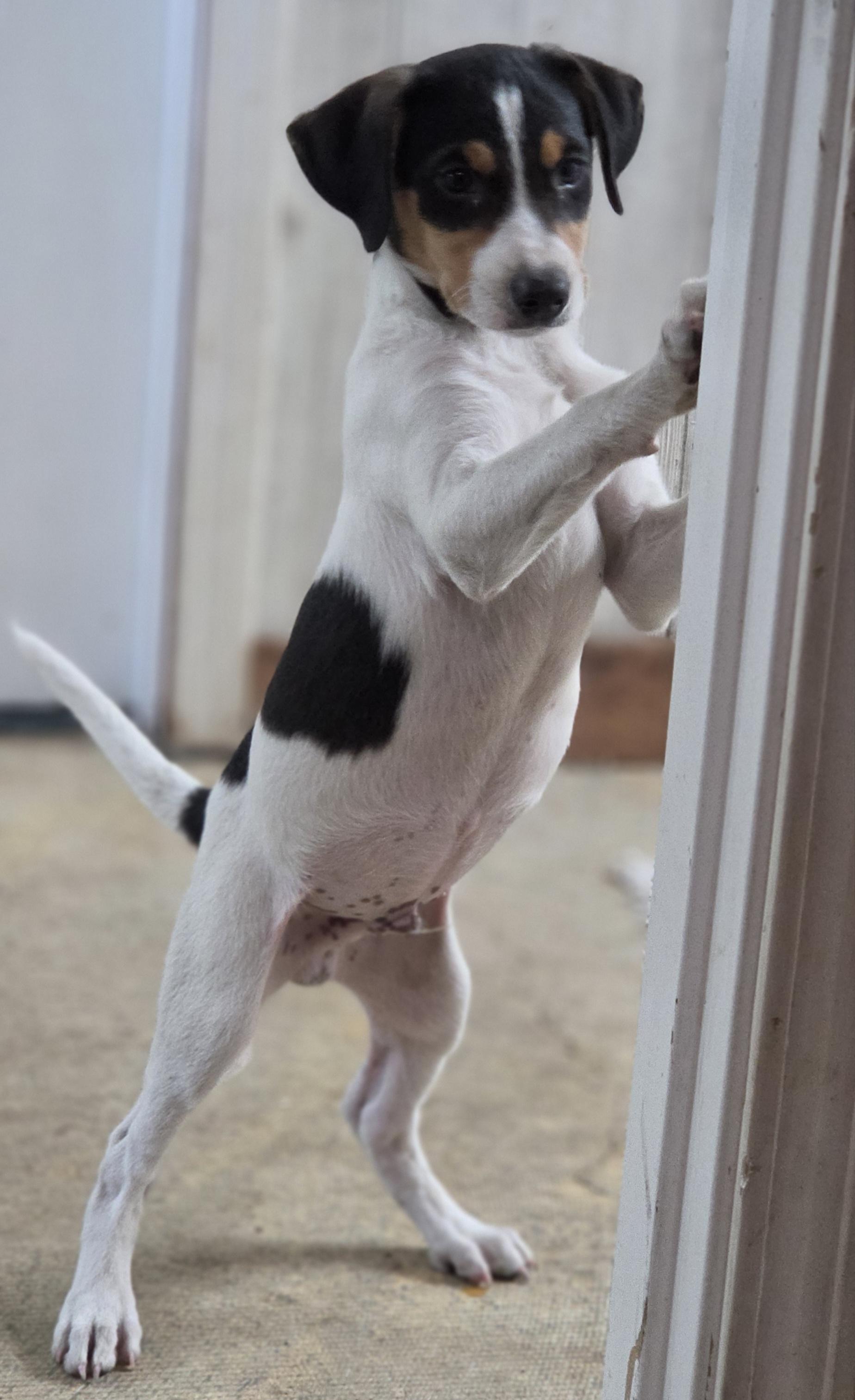 Raucus, an adopted Rat Terrier in LaGrange, IN image 4/5