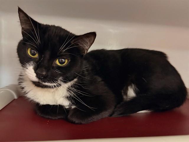 Enlarge OREO, a Adoptable Domestic Short Hair in Boston, MA image 1/1