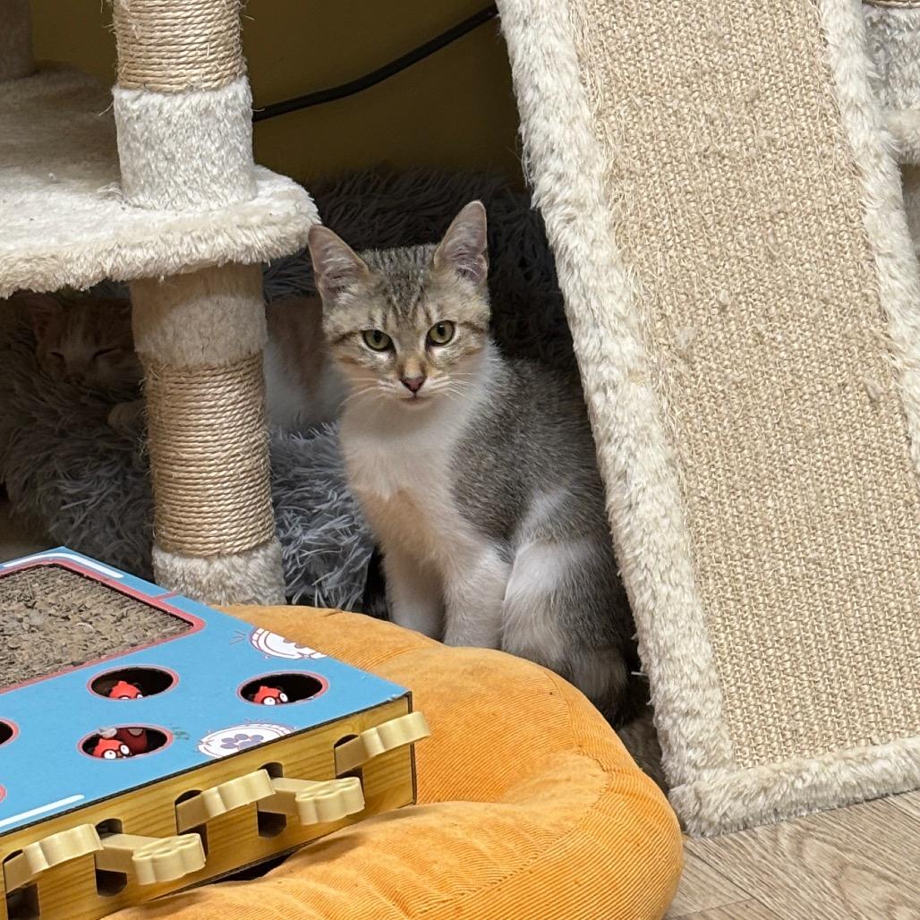 Tiltawhirl thumbnail 2