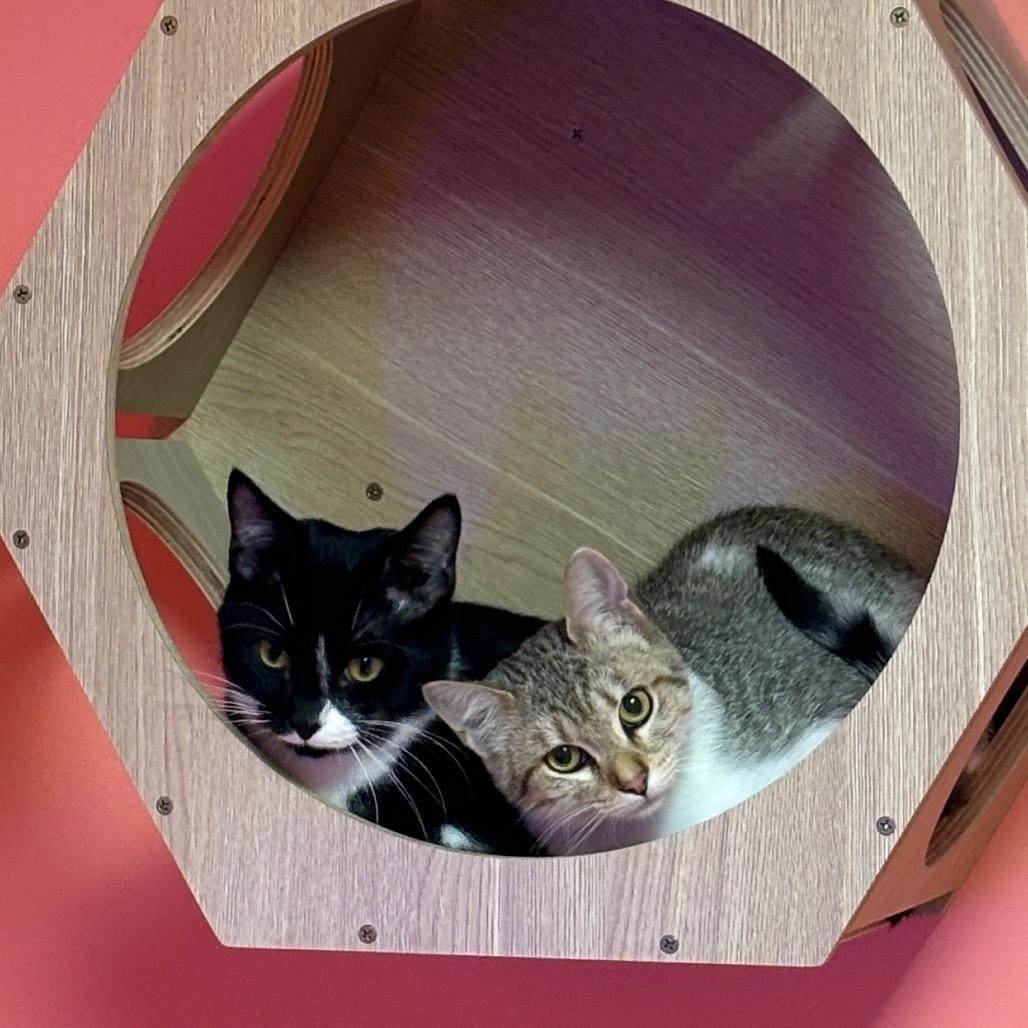 Tilt-A-Whirl — thumbnail 2