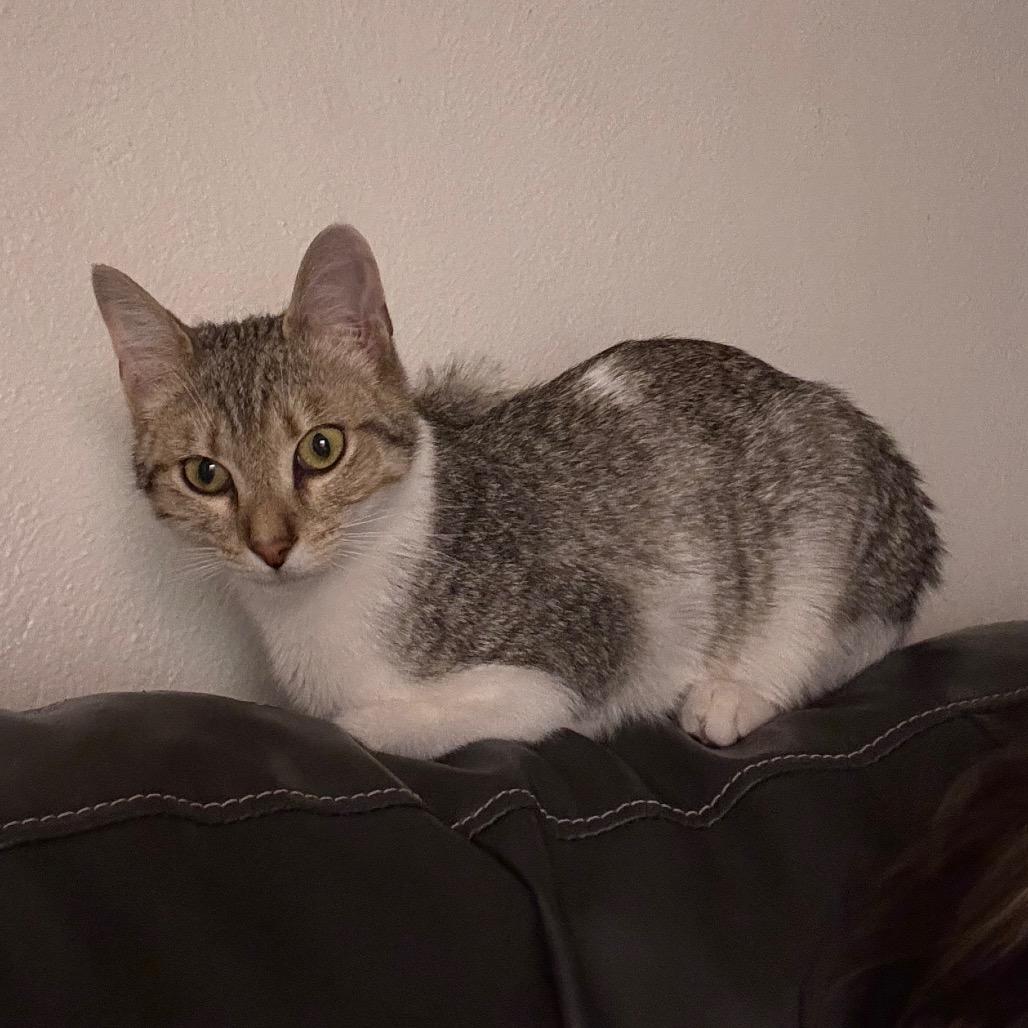 Tilt-A-Whirl, a Adoptable Domestic Short Hair in Granville, OH image 3/5