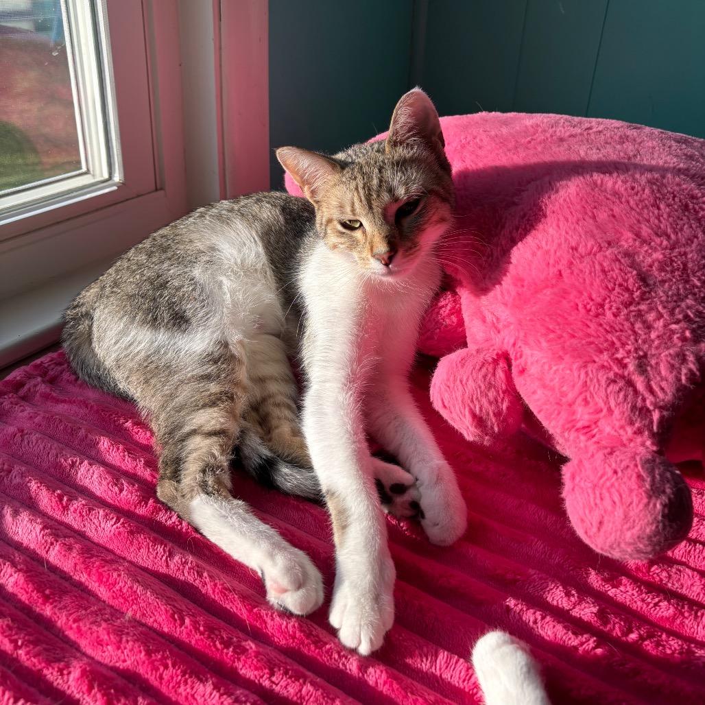 Enlarge Tilt-A-Whirl, a Adoptable Domestic Short Hair in Granville, OH image 4/6