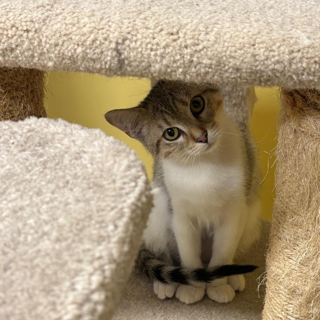 Tilt-A-Whirl — thumbnail 4