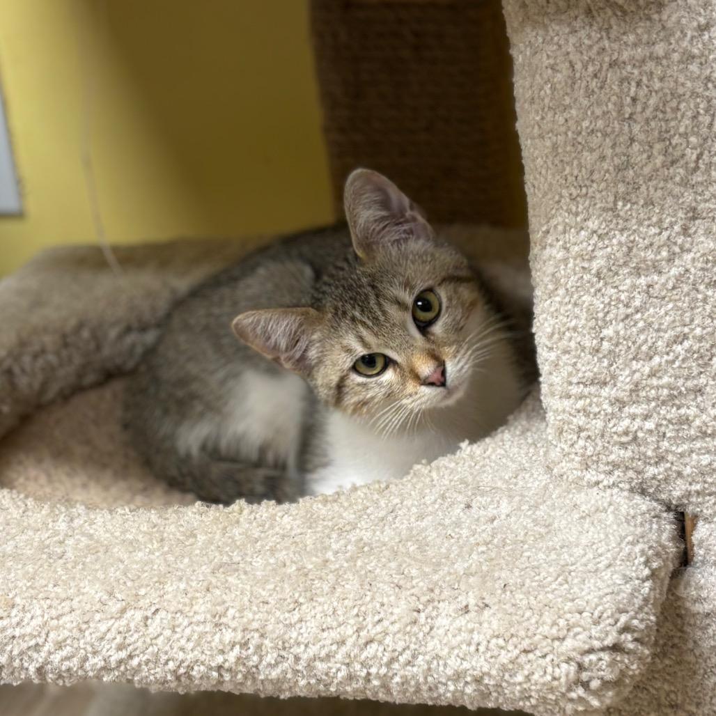 Tiltawhirl thumbnail 5