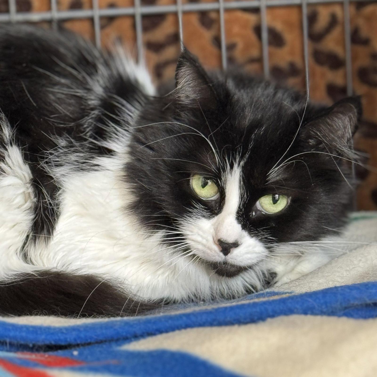 Cookie, Adoptable, Adult Female Domestic Medium Hair.