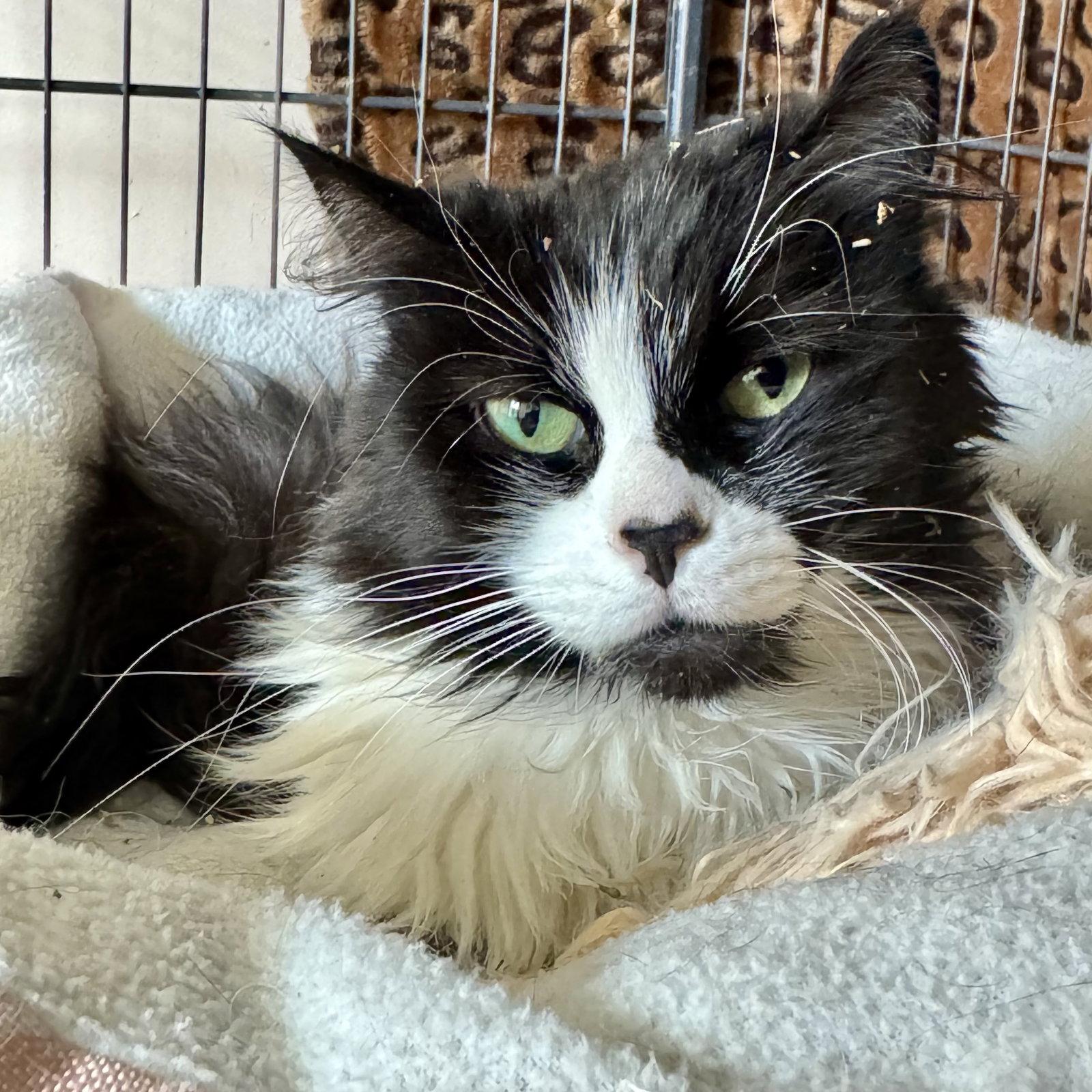 Cookie, a Adoptable Domestic Medium Hair in Winchendon, MA image 2/3