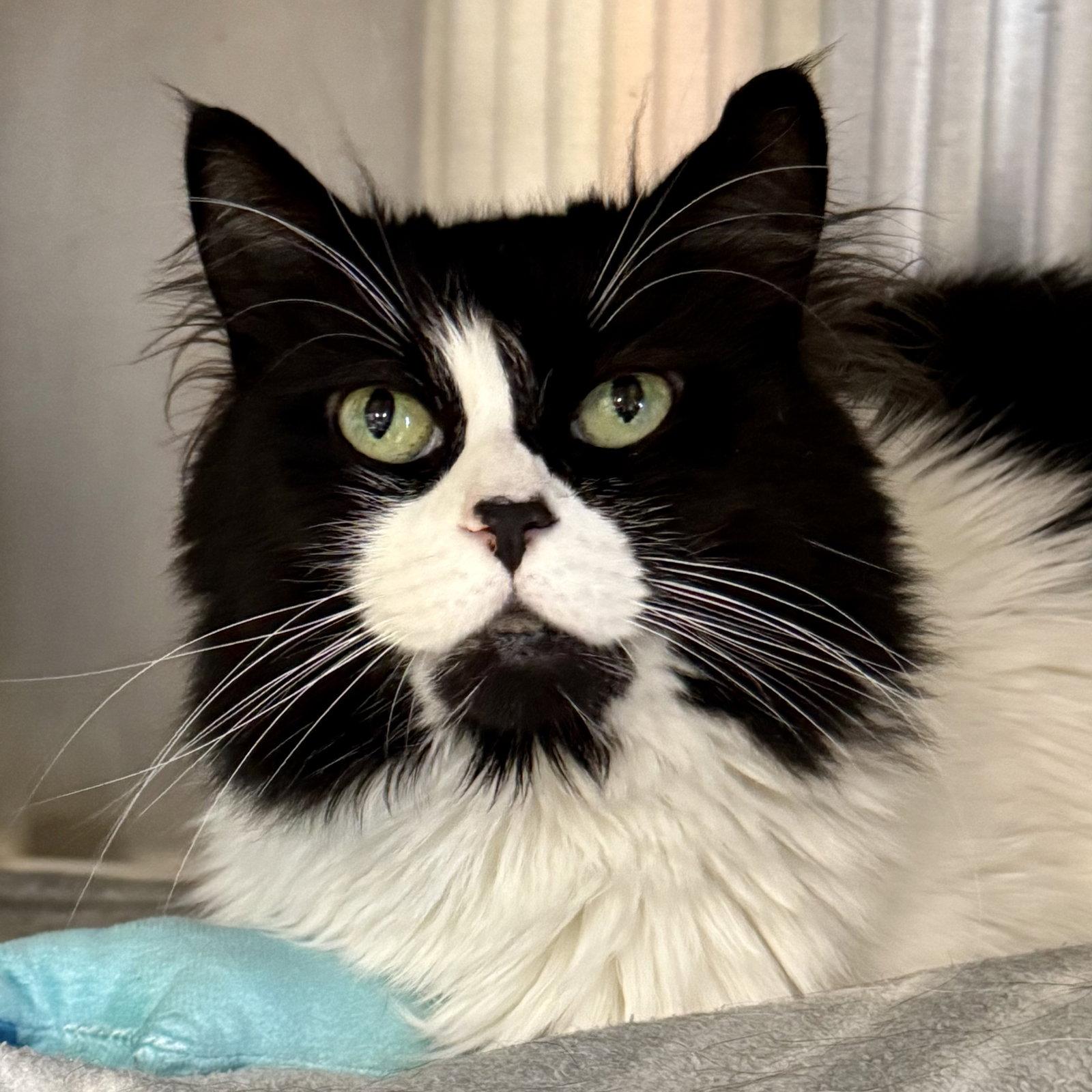 Cookie, a Adoptable Domestic Medium Hair in Winchendon, MA image 3/3