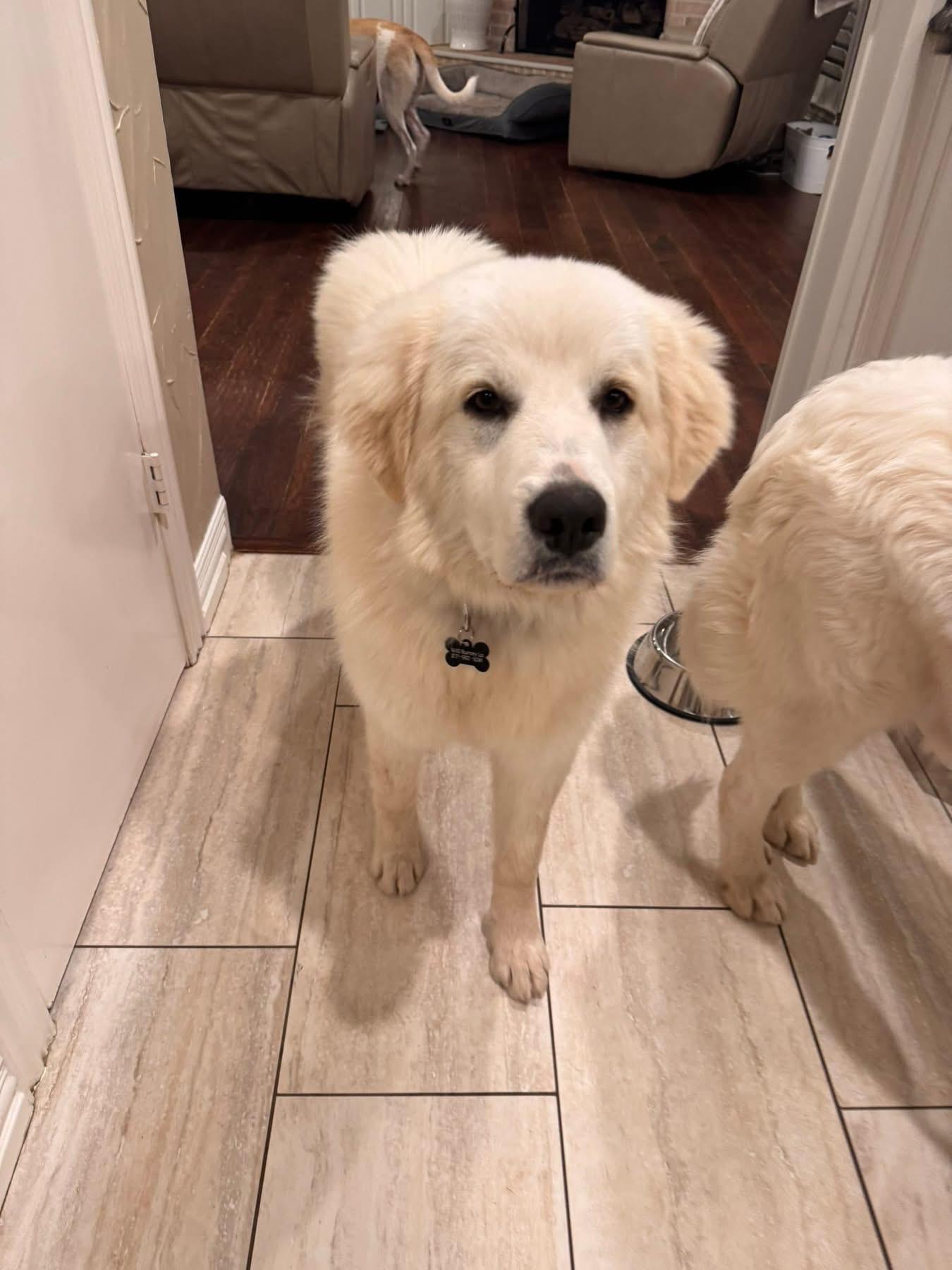 Enlarge Starsky, a ADOPTABLE Great Pyrenees in Southlake, TX image 4/6