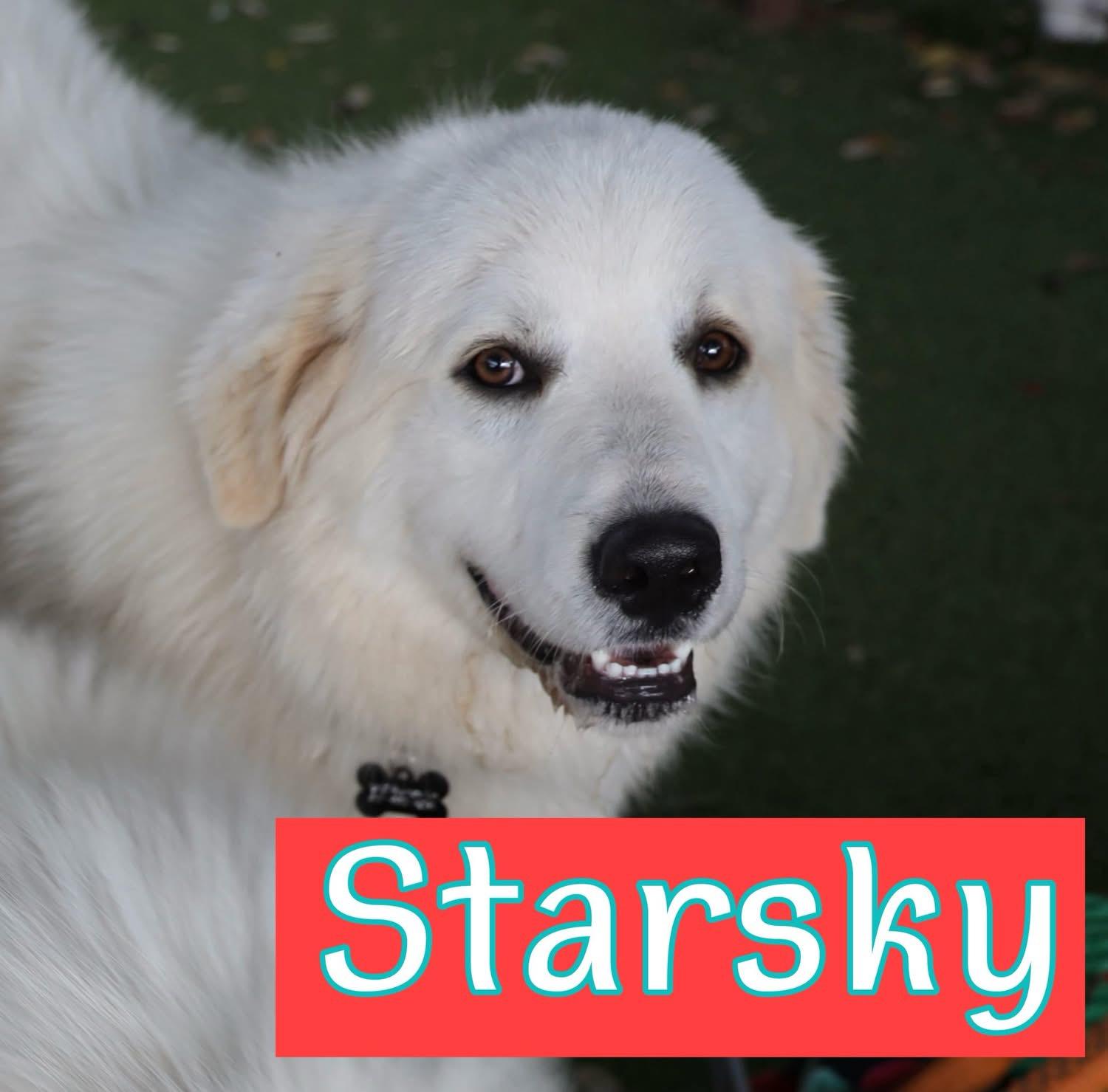 Enlarge Starsky, a ADOPTABLE Great Pyrenees in Southlake, TX image 1/6