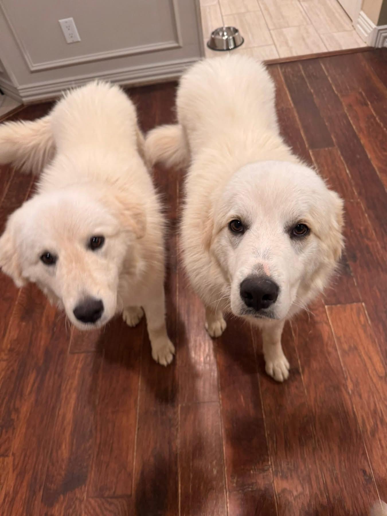 Enlarge Starsky, a ADOPTABLE Great Pyrenees in Southlake, TX image 6/6