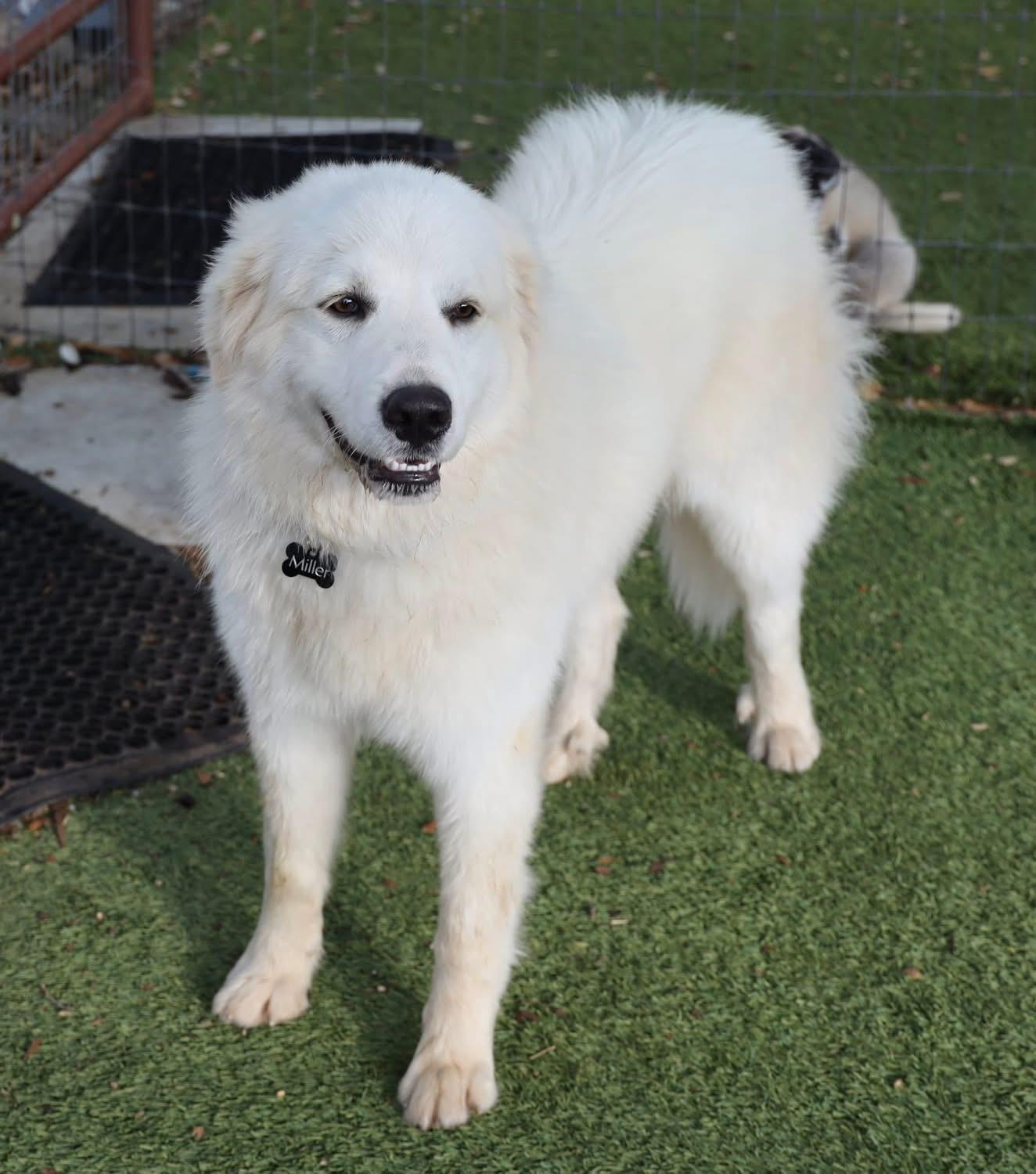 Enlarge Starsky, a ADOPTABLE Great Pyrenees in Southlake, TX image 3/6