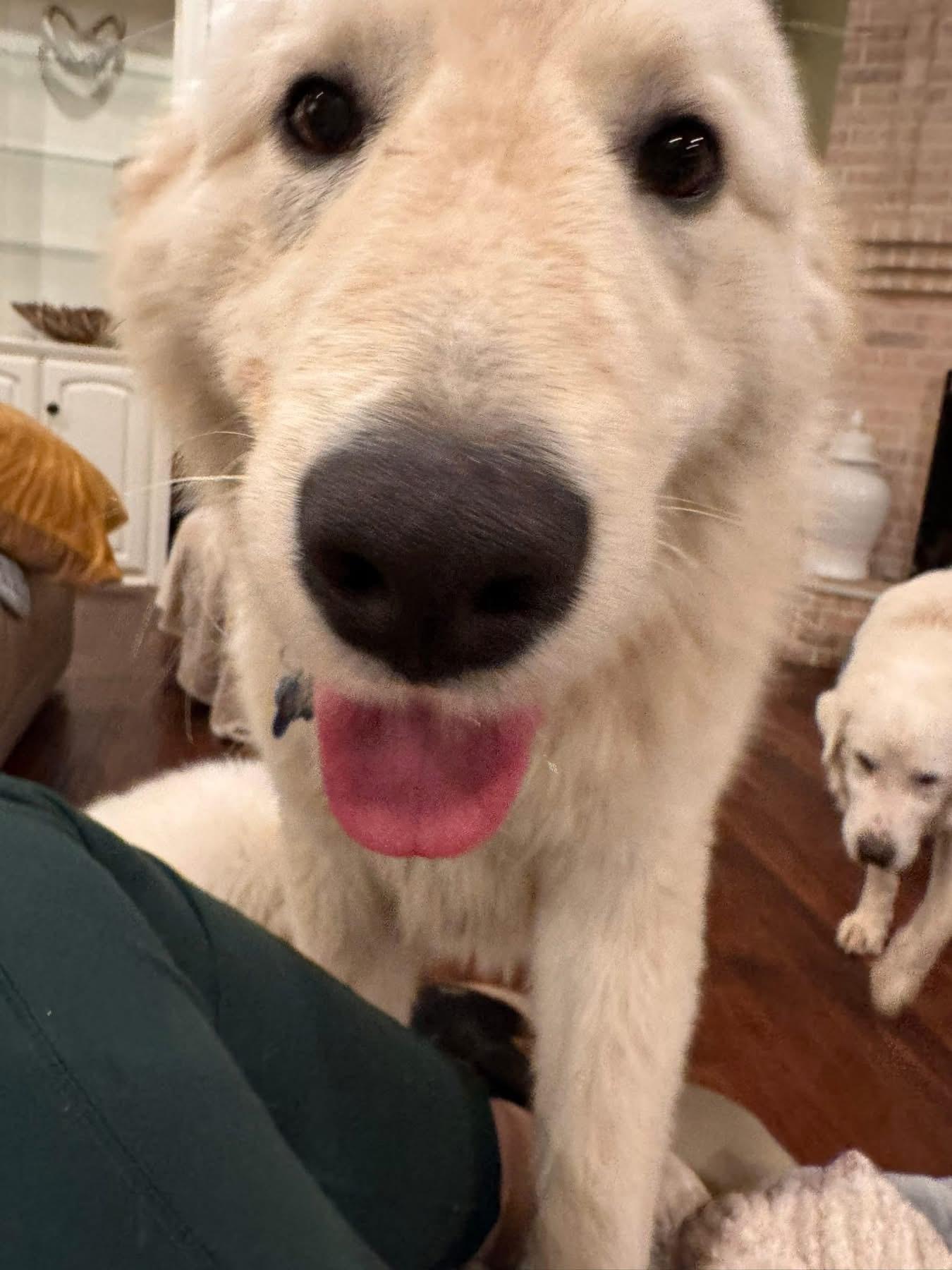 Enlarge Starsky, a ADOPTABLE Great Pyrenees in Southlake, TX image 5/6