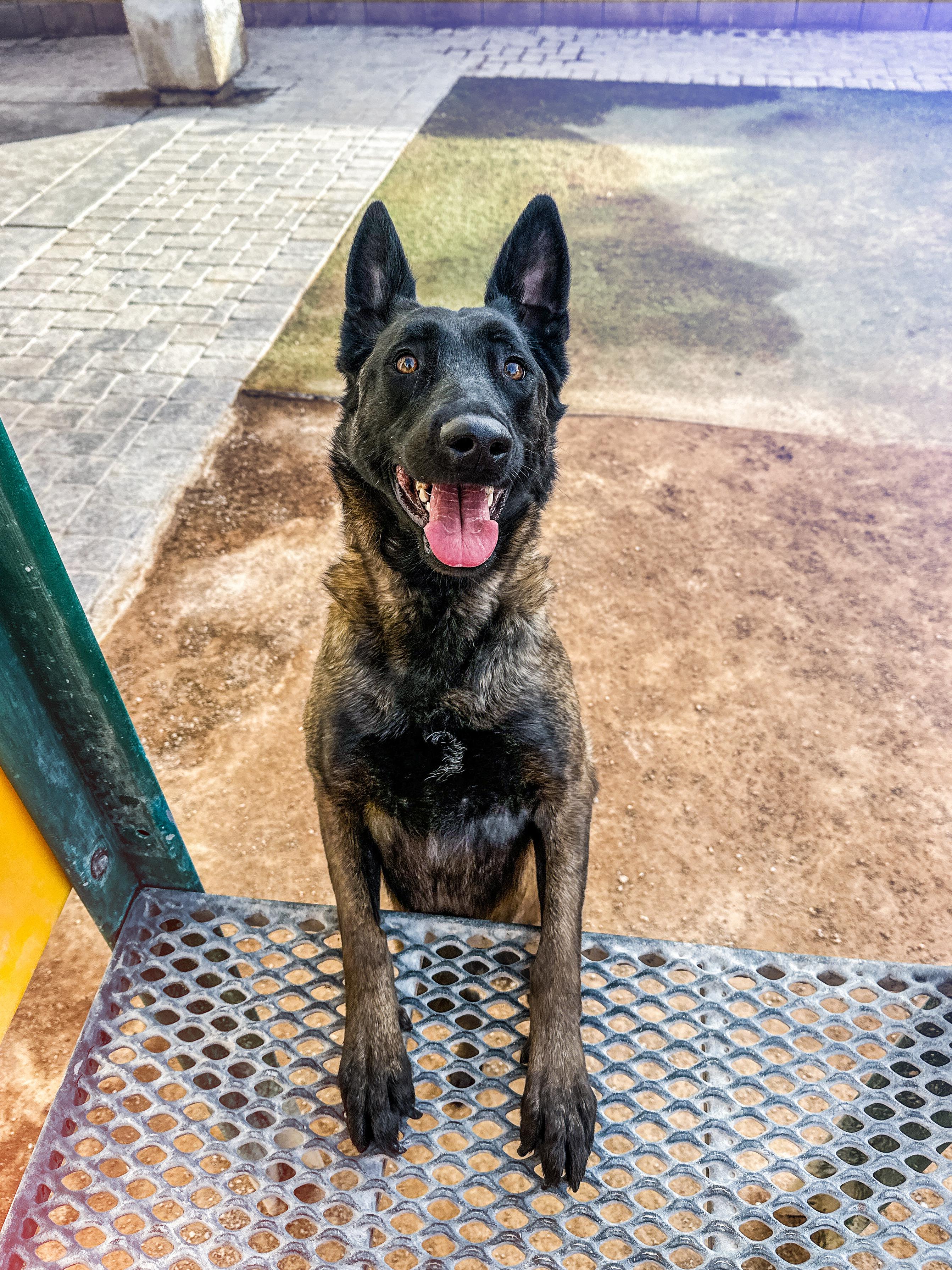 Enlarge Nyx, a ADOPTABLE Belgian Shepherd / Malinois in North Las Vegas, NV image 5/5