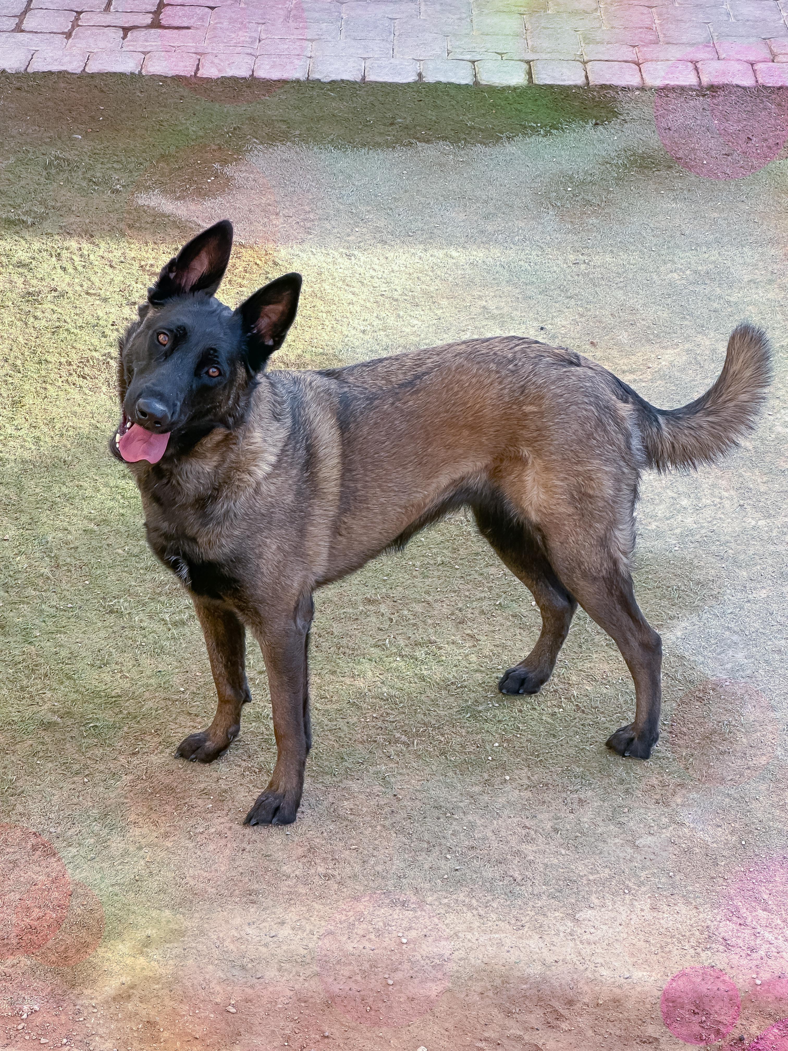 Nyx, ADOPTABLE, Adult Female Belgian Shepherd / Malinois.