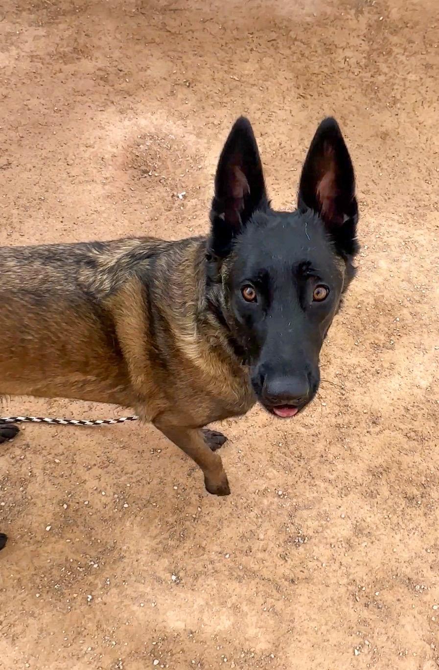 Enlarge Nyx, a ADOPTABLE Belgian Shepherd / Malinois in North Las Vegas, NV image 4/5