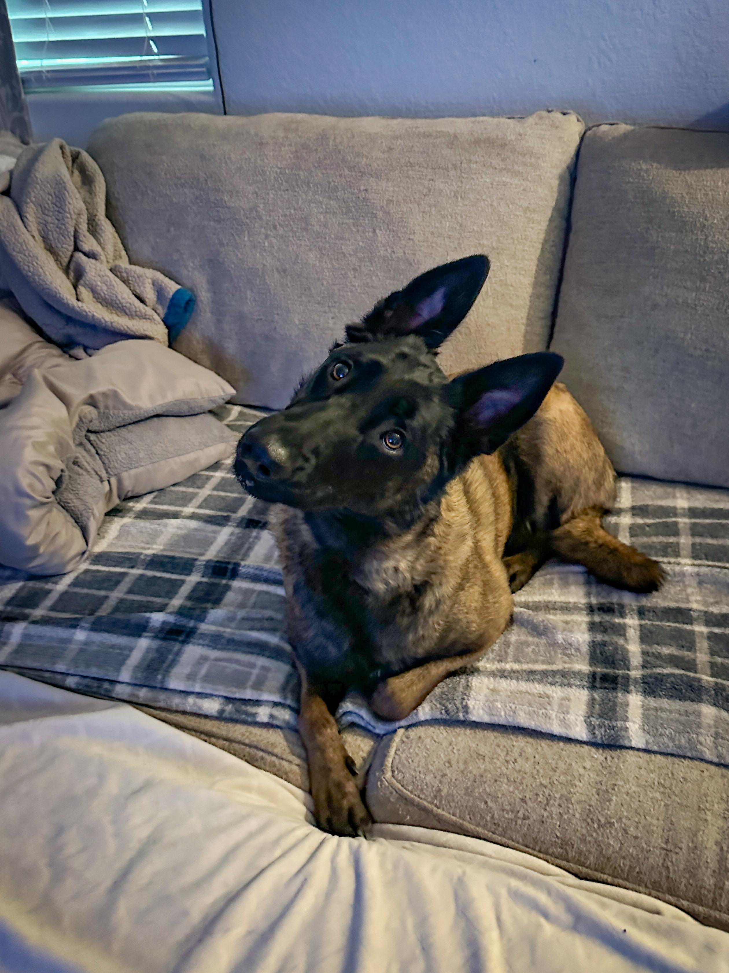 Enlarge Nyx, a ADOPTABLE Belgian Shepherd / Malinois in North Las Vegas, NV image 3/5