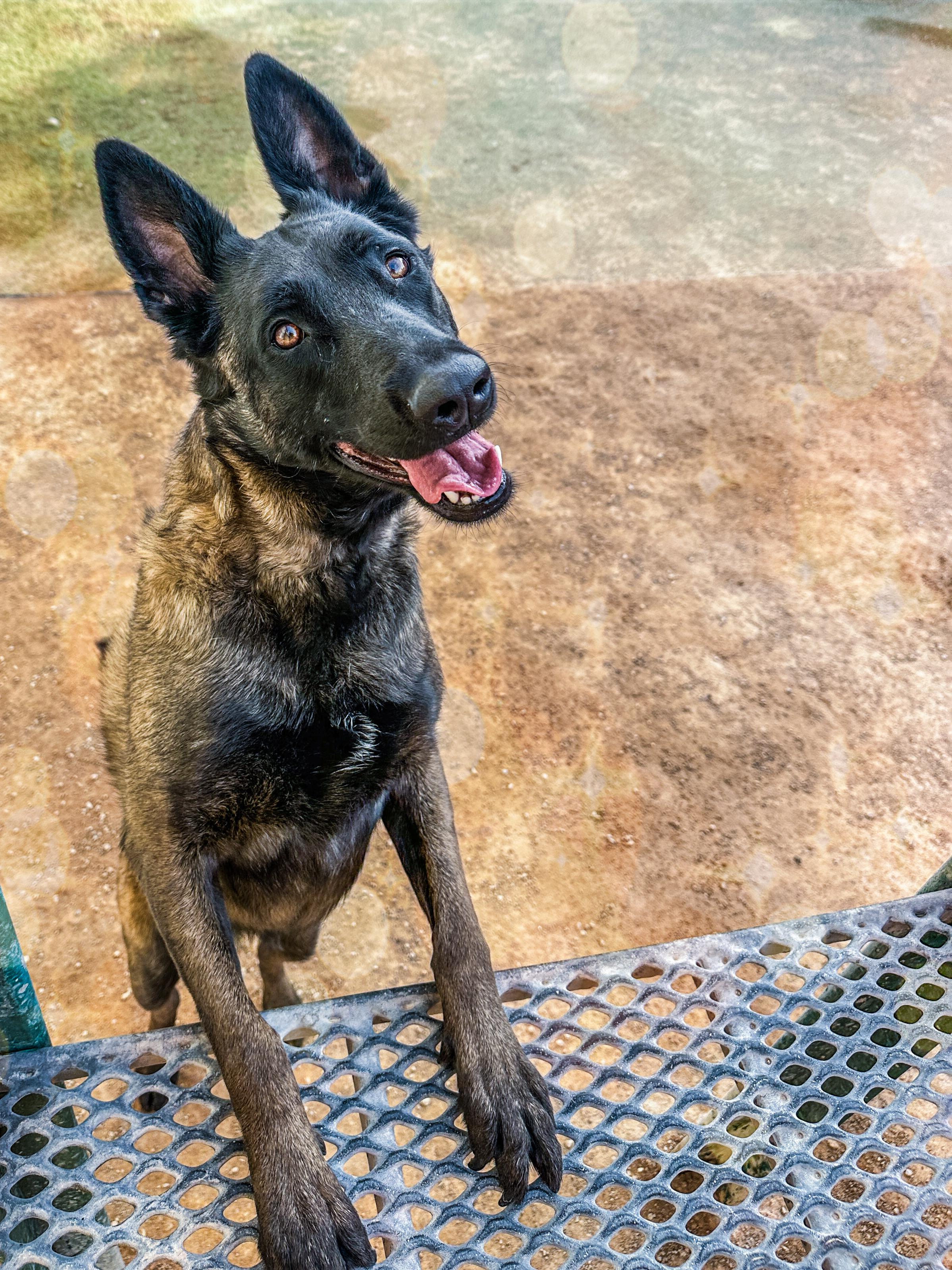 Enlarge Nyx, a ADOPTABLE Belgian Shepherd / Malinois in North Las Vegas, NV image 2/5