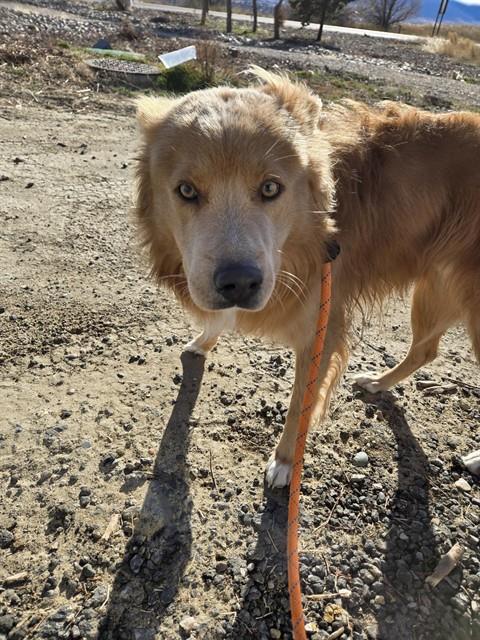 DOUG, Adoptable, Young Male Border Collie & Mixed Breed.