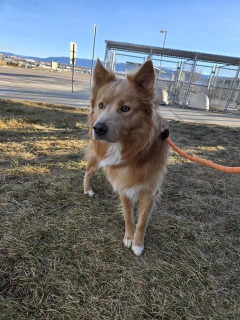 DOUG, Adoptable, Young Male Golden Retriever & Mixed Breed.