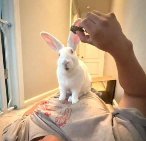 Binklesworth, Adoptable, Adult Female Bunny Rabbit.