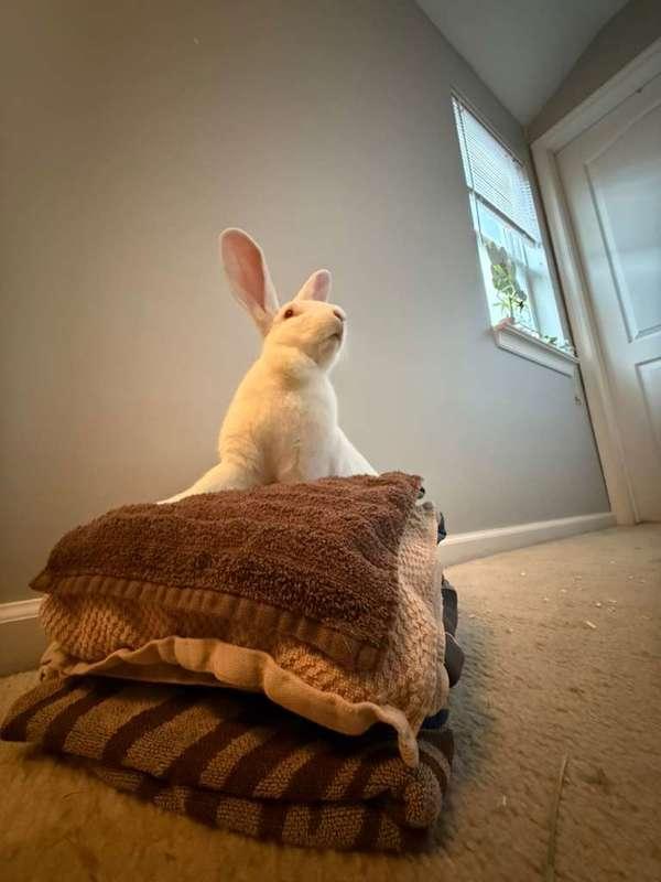 Enlarge Binklesworth, a Adoptable mixed breed in New York, NY image 2/6