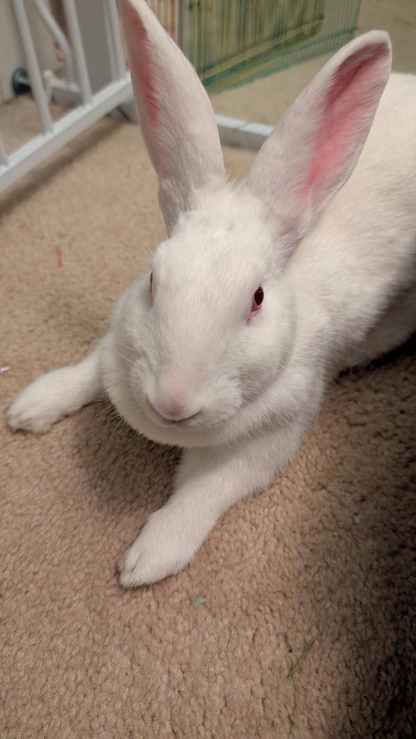 Enlarge Binklesworth, a Adoptable mixed breed in New York, NY image 3/6