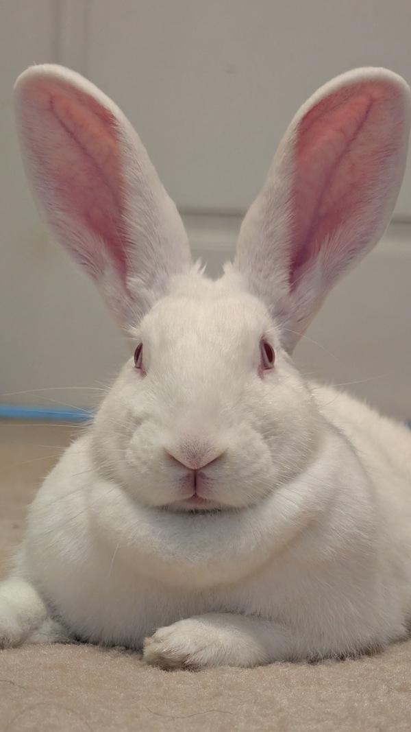 Enlarge Binklesworth, a Adoptable mixed breed in New York, NY image 4/6