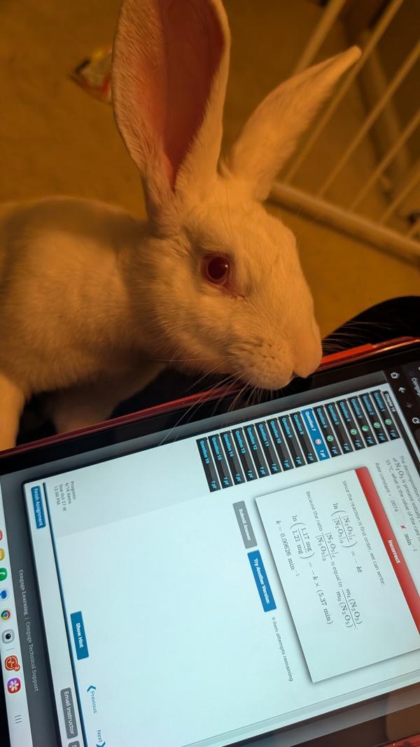 Enlarge Binklesworth, a Adoptable mixed breed in New York, NY image 5/6