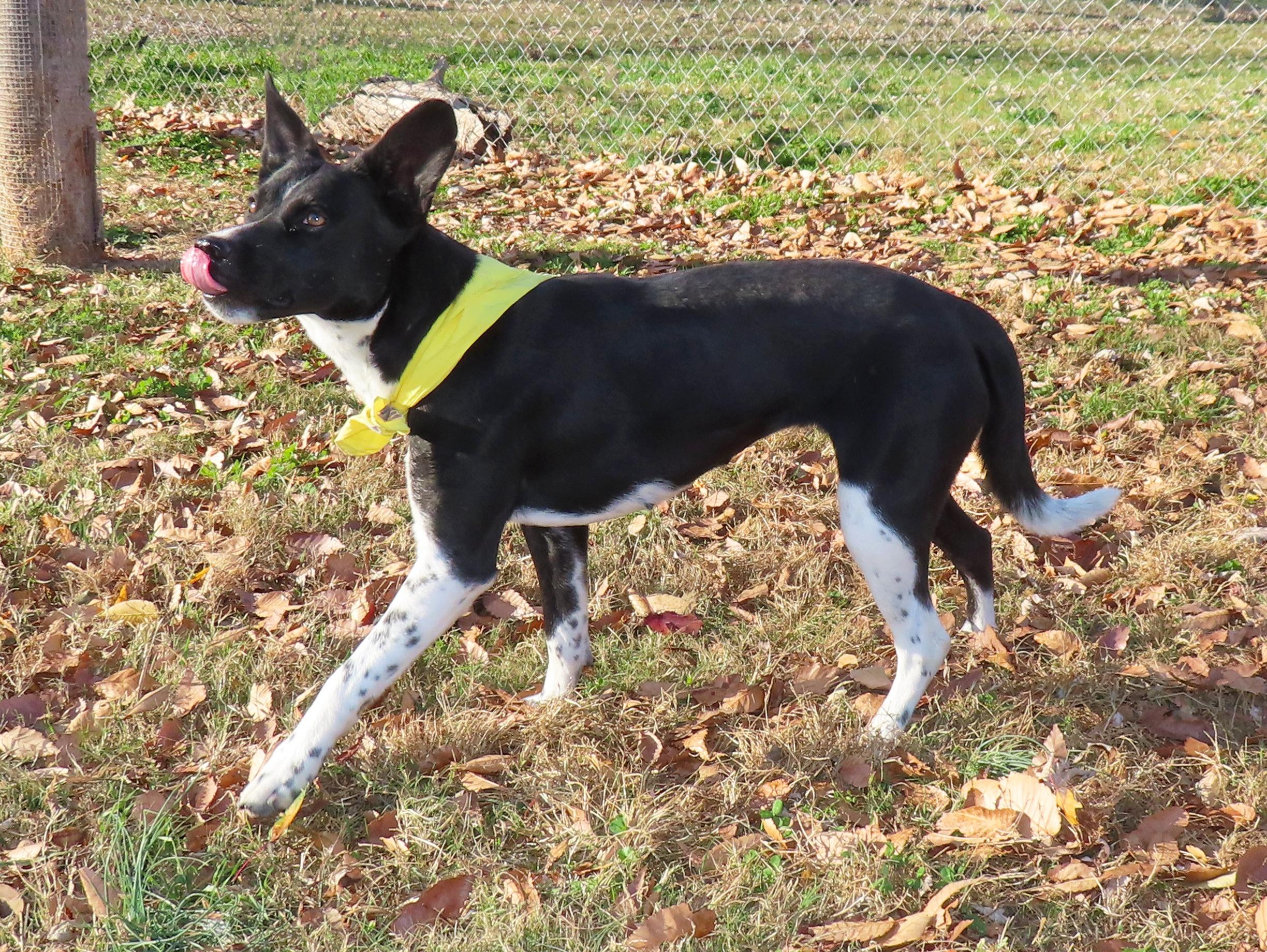 Kelsie 25C-132D, a Adoptable mixed breed in Rogers, AR image 4/5