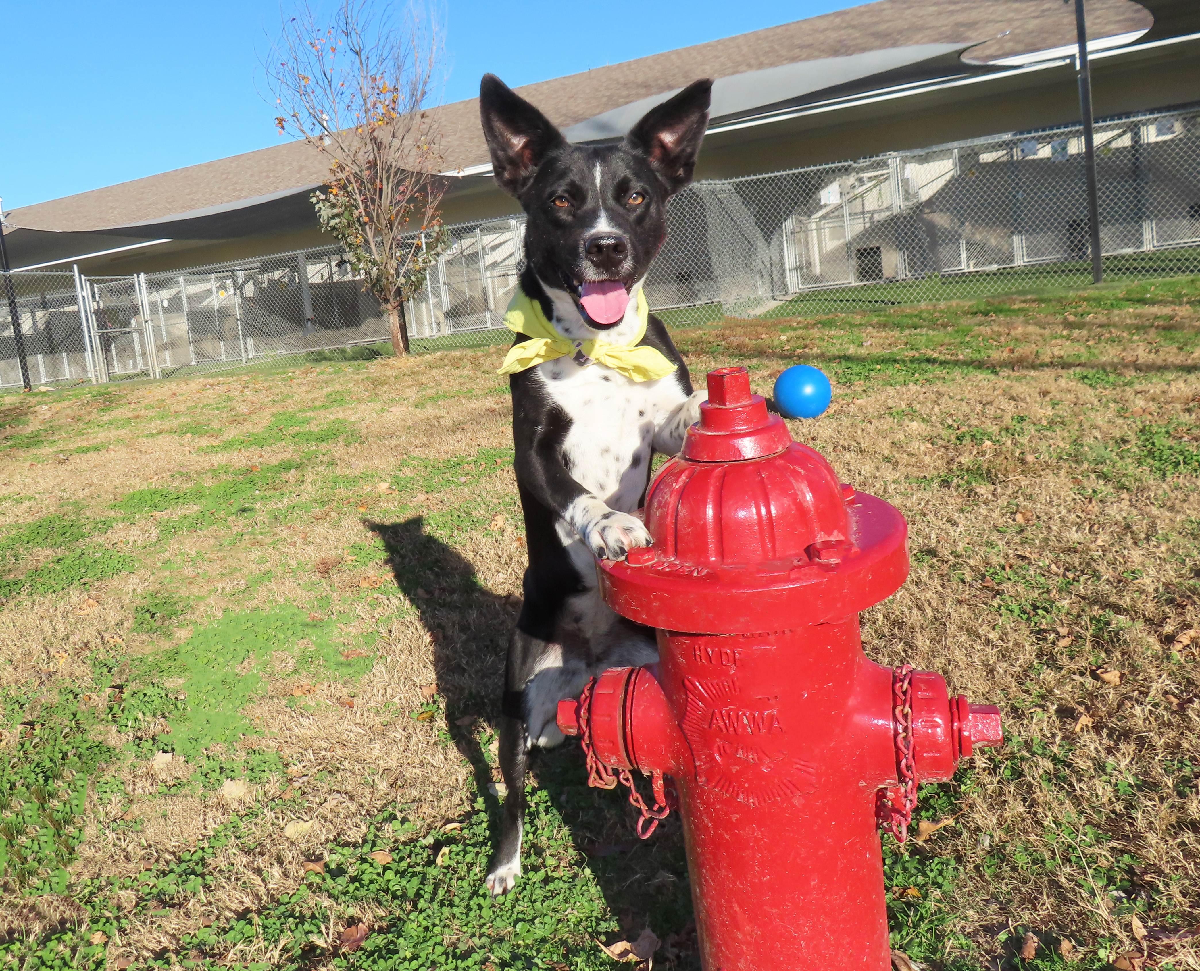 Kelsie 25C-132D, a Adoptable mixed breed in Rogers, AR image 2/5